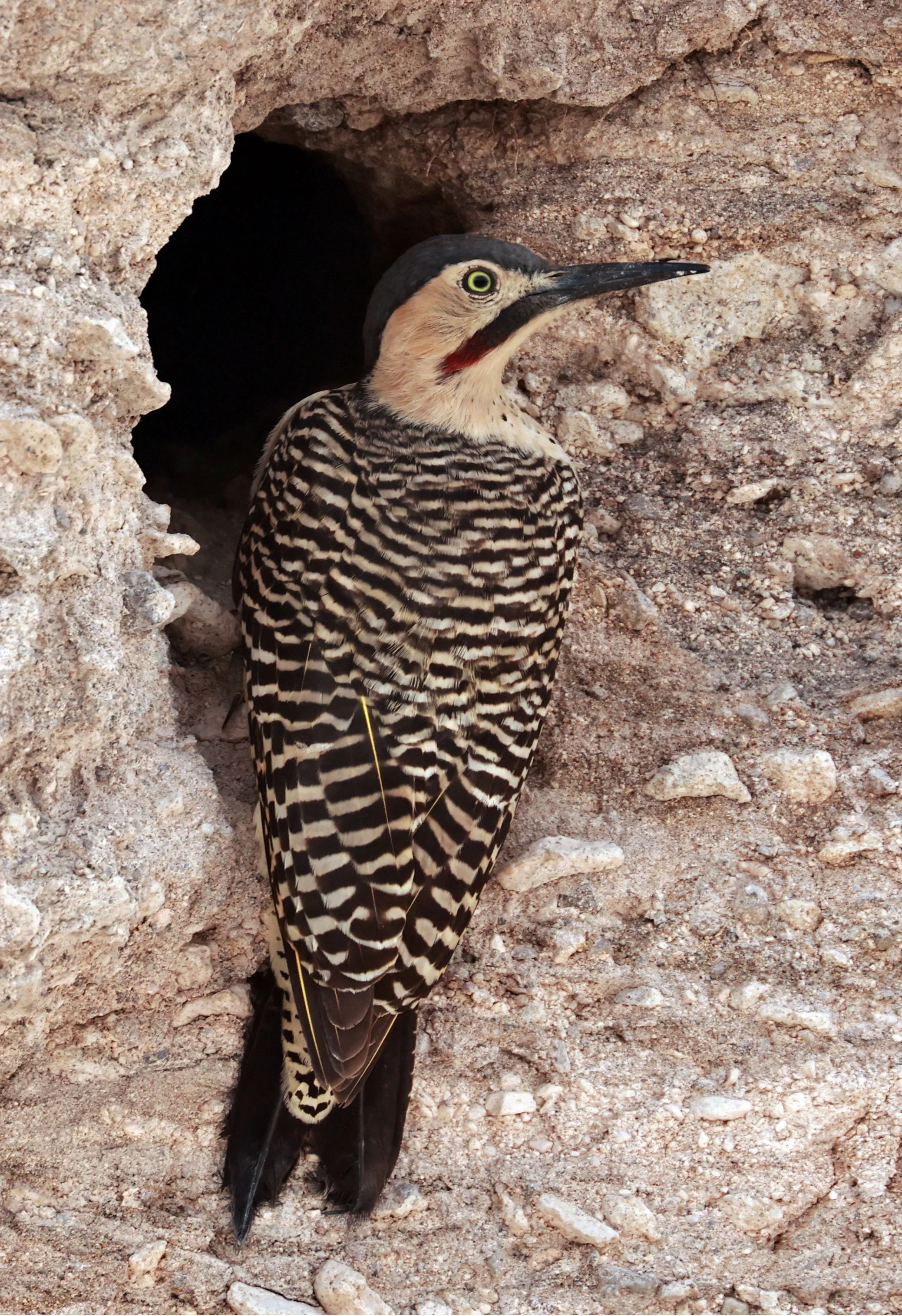 Woodpecker - Andean Flicker - Colaptes rupicola - Lauca National Park, Chile (40).jpg