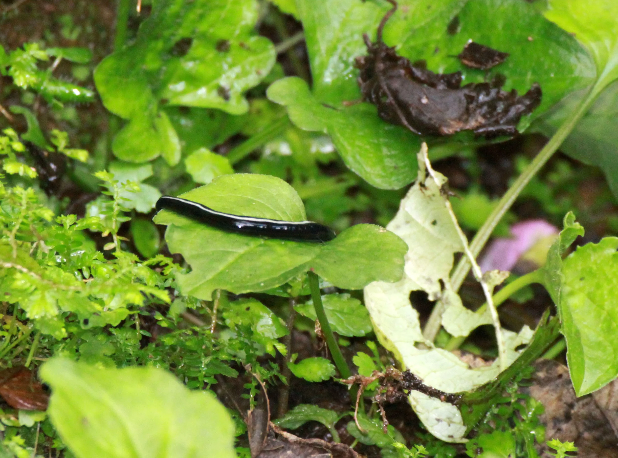 NYUNGWE NATIONAL PARK RWANDA (514).JPG