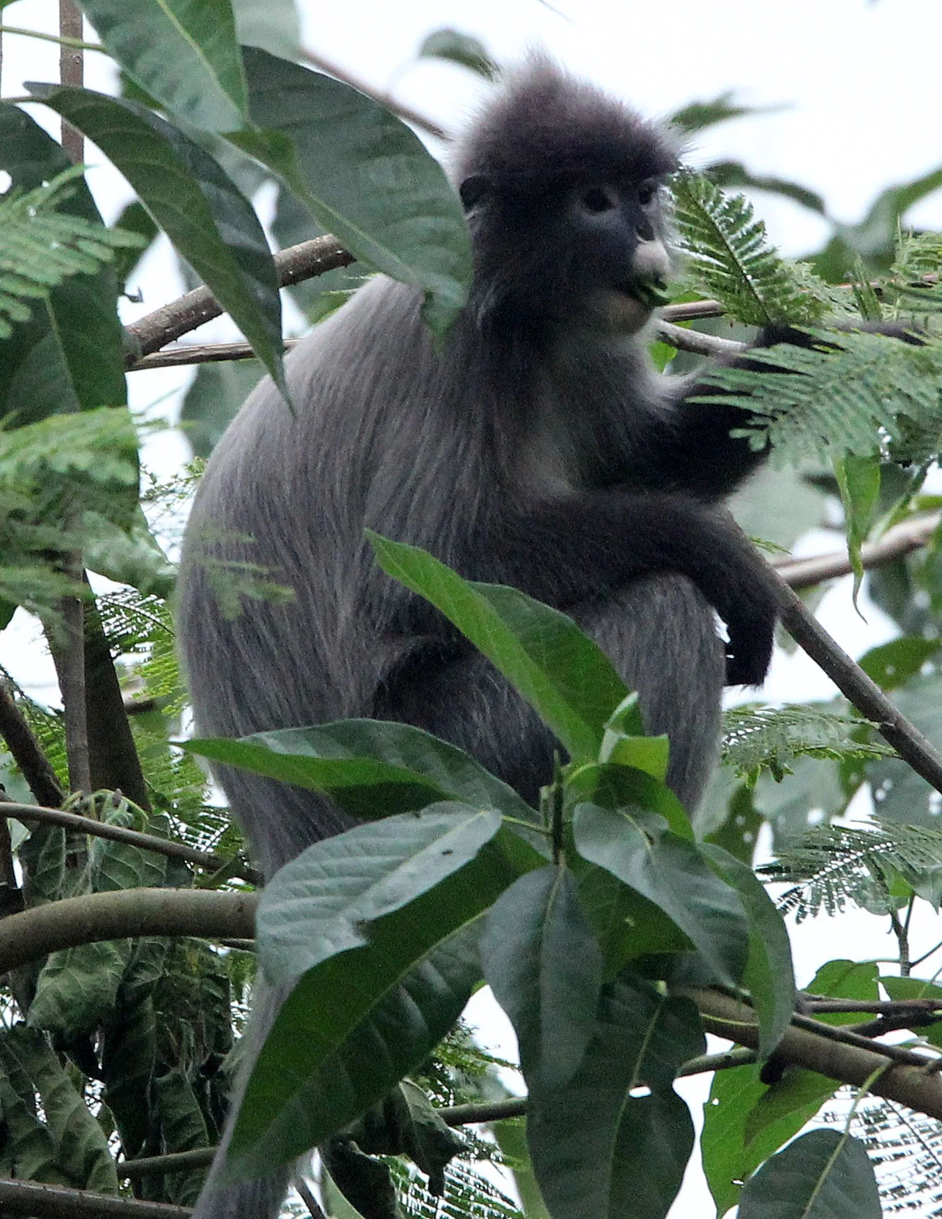CERCOPITHECIDAE - Trachypithecus crepusculus - INDOCHINESE GRAY LANGUR - HUAI KHA KHAENG WILDLIFE RESERVE - KHAO BAN DAI STATION - THAILAND (31).JPG