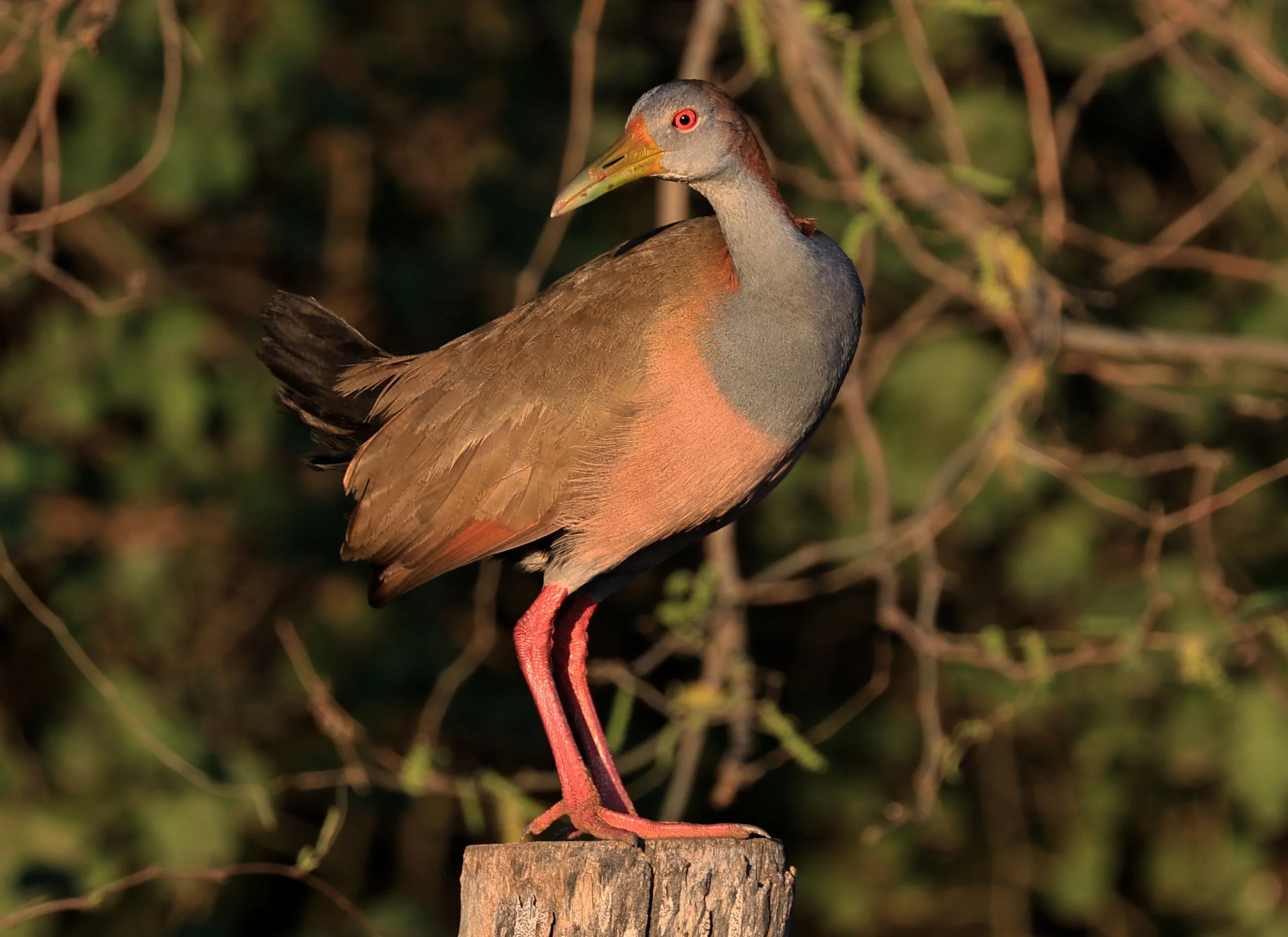 Gray-cowled wood-rail (Aramides cajaneus) Aurora Chaquena Reserve, Neuland Mennonite Colony Paraguay (3).jpg