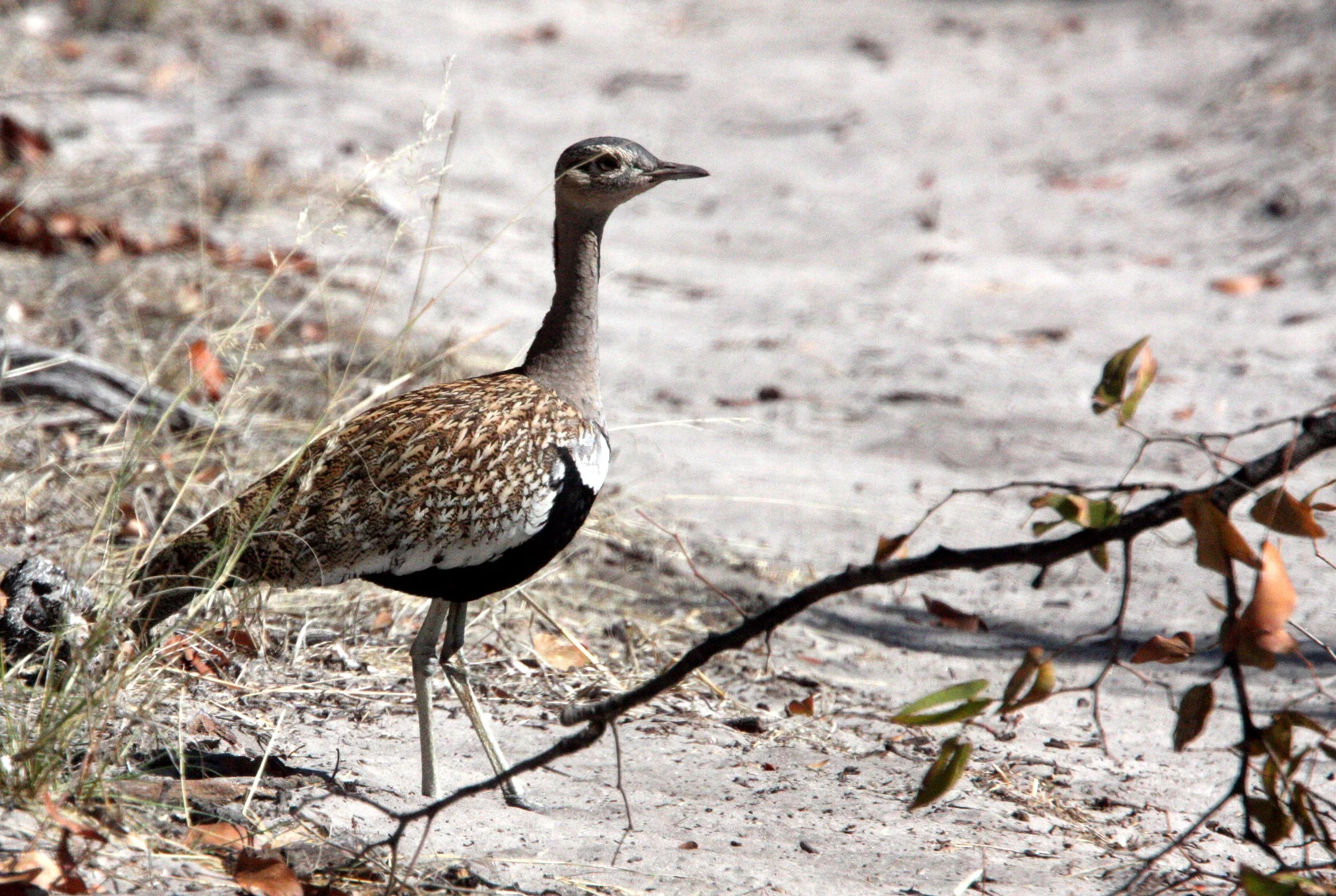Red-crested Korhaan (Eupodotus ruficrista) Khwai Camp, Okavango Botswana (1).JPG
