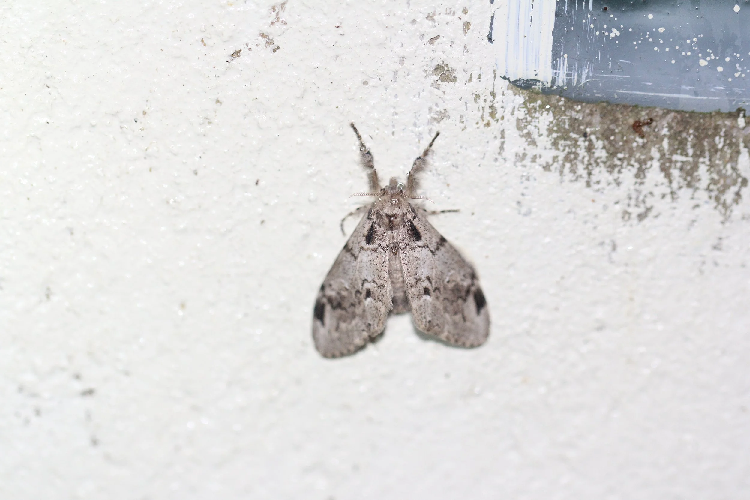 Erebidae - Unidentified Species - Koh Lanta, Thailand