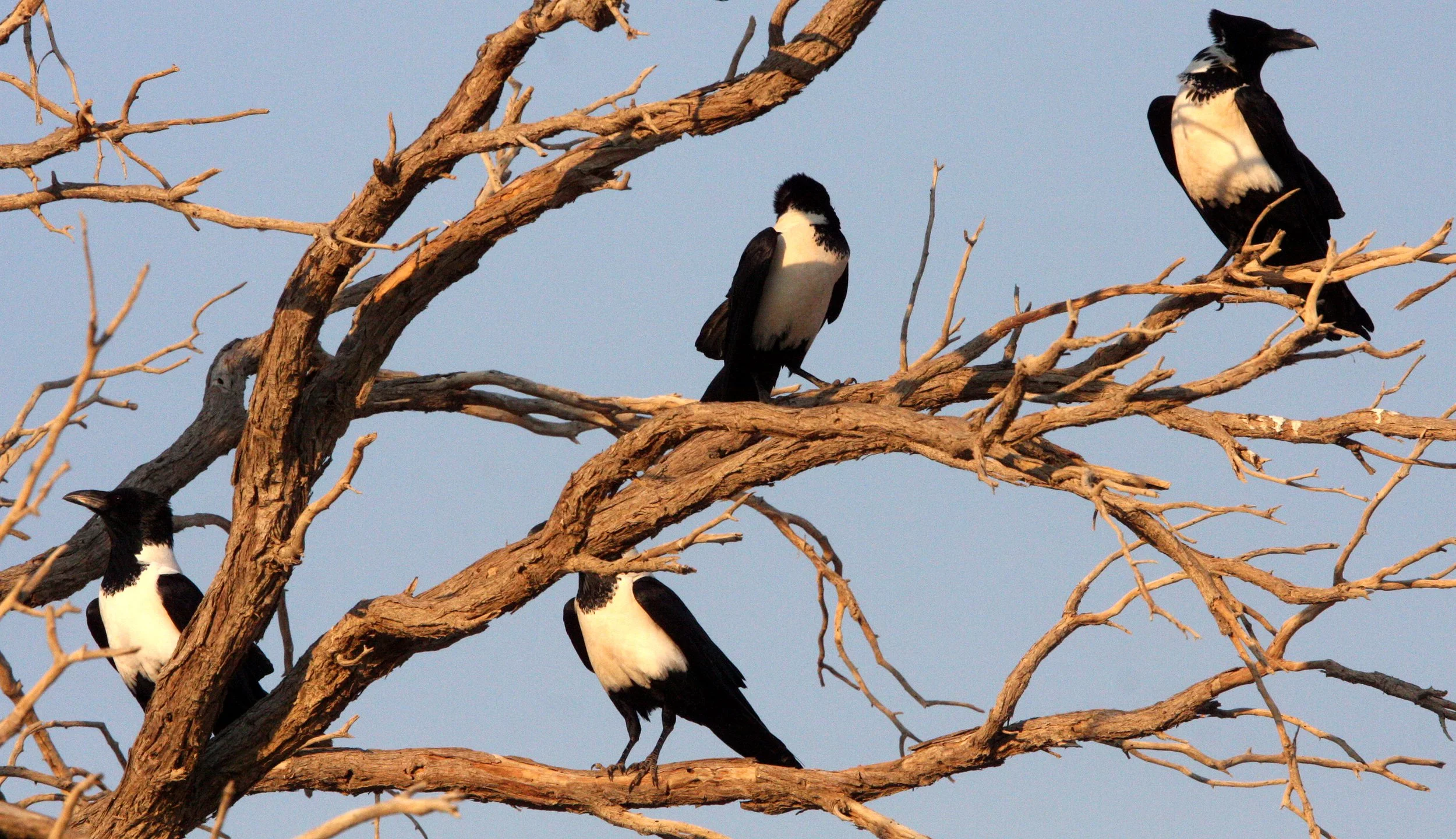 BIRD - CROW - PIED CROW - SOSSUSVLEI NAMIB NAUKLUFT NATIONAL PARK NAMIBIA (4).JPG