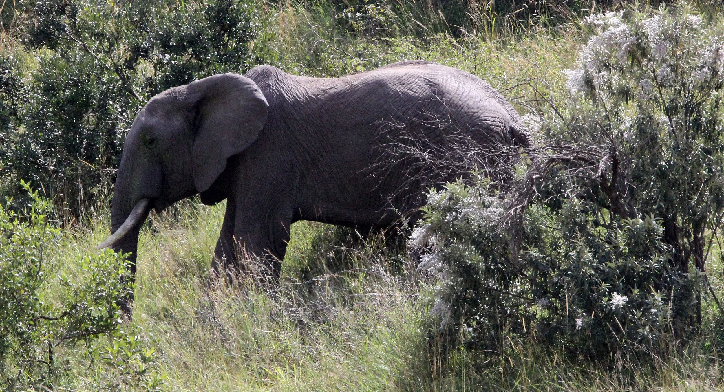 ELEPHANT - MASAI MARA NATIONAL PARK KENYA (11).JPG