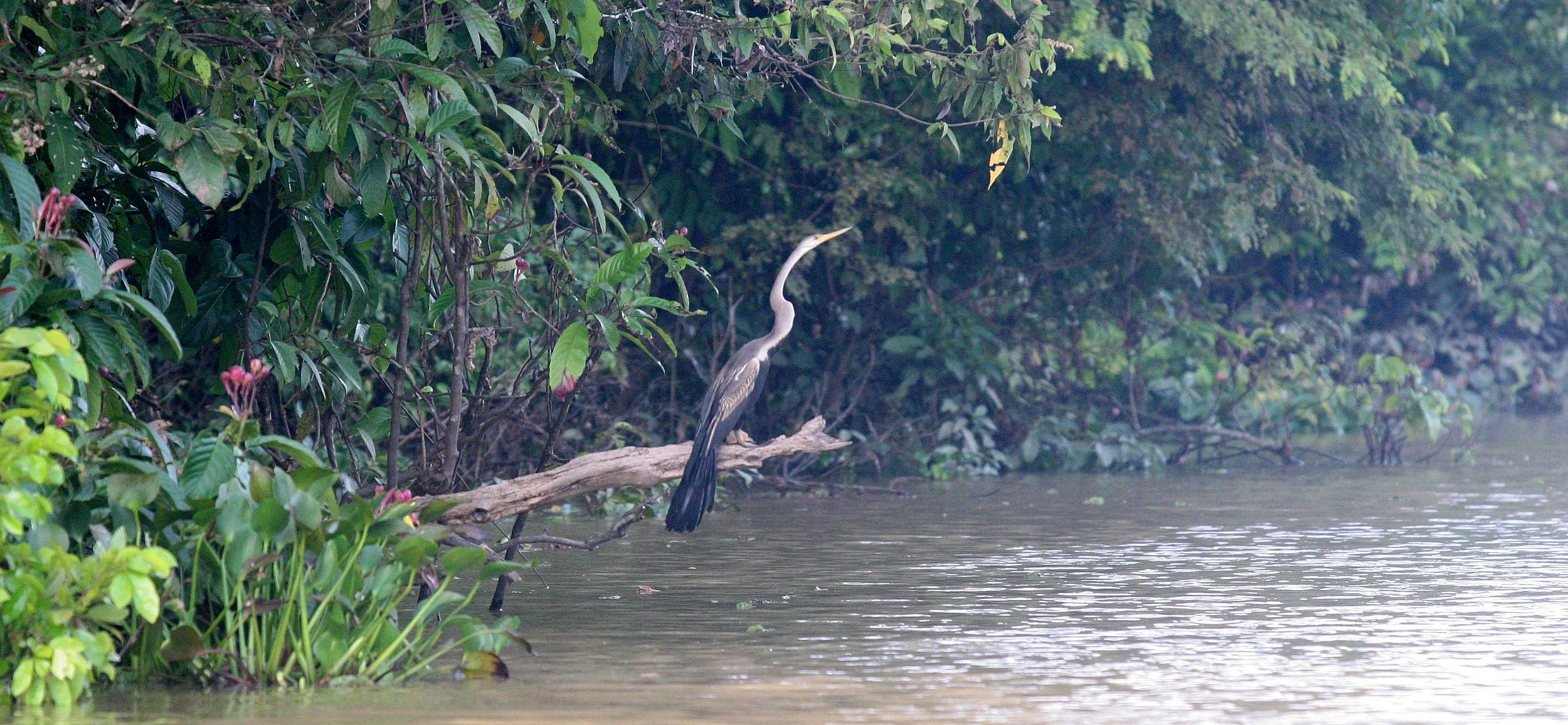 BIRD - ORIENTAL DARTER - KINABATANGAN RIVER BORNEO (15).JPG