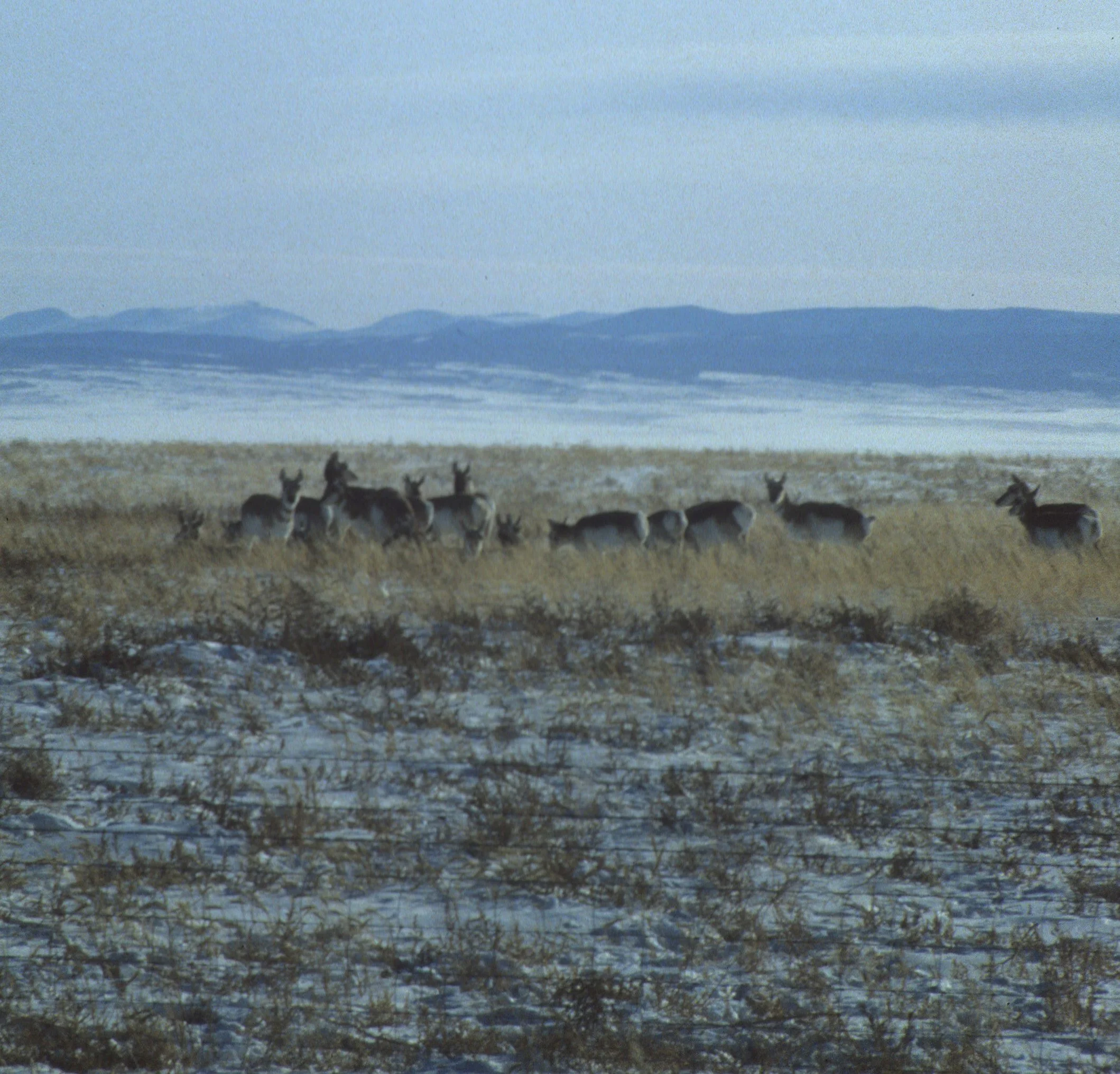 GREAT BASIN NP - PRONGHORN ANTELOPE.jpg
