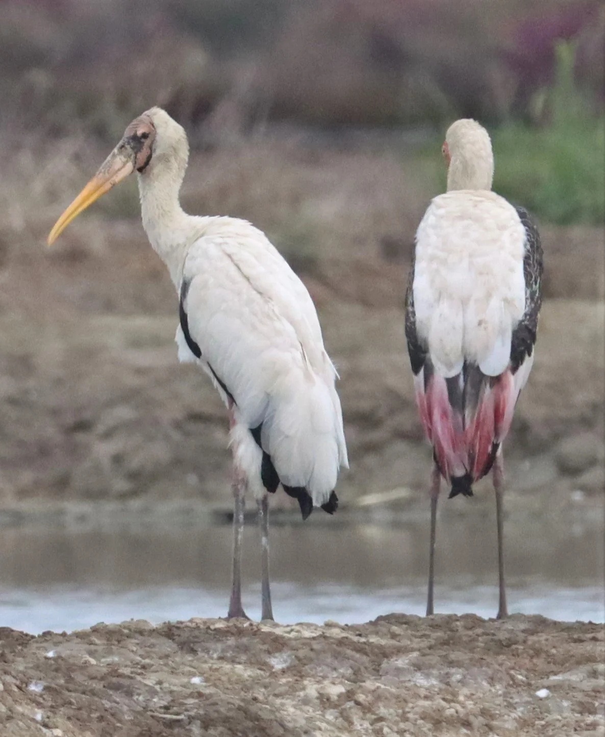 STORK - MILKY STORK - Mycteria cinerea - WITH PAINTED STORK - KHLONG TAMRU CHONBURI (33).jpg