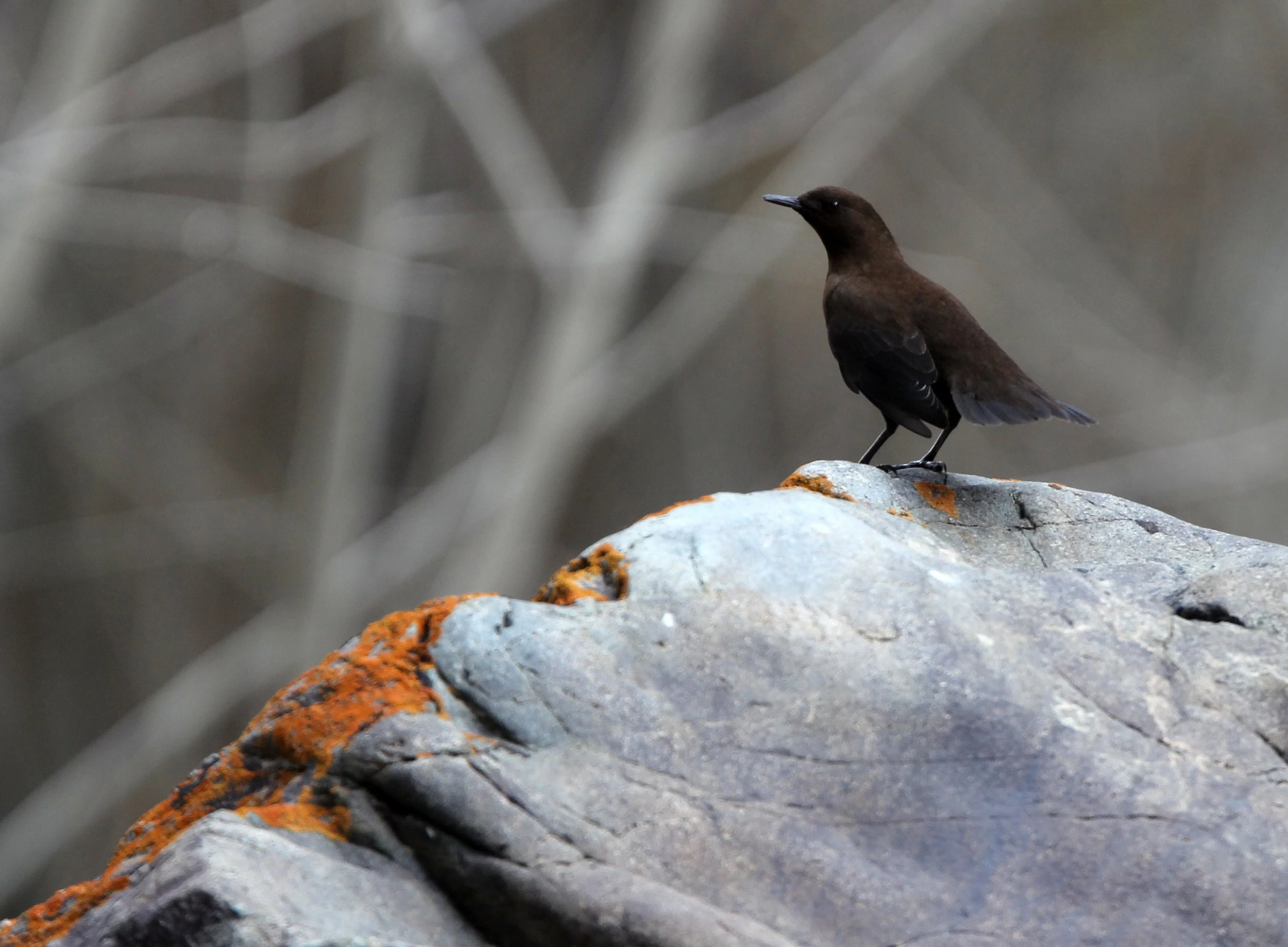 Brown dipper (Cinclus pallasii) Hemis NP Ladakh India, Jammu & Kashmir (17).JPG