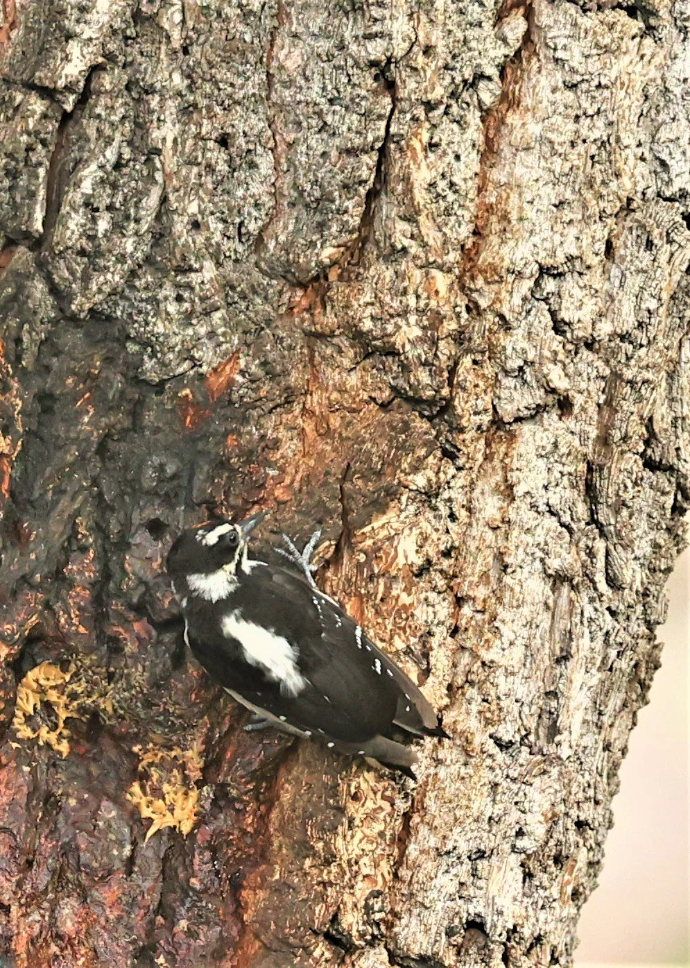 Leuconotopicus villosus - HAIRY WOODPECKER - CAVE CREEK ARIZONA AUGUST 2022 (13).jpg