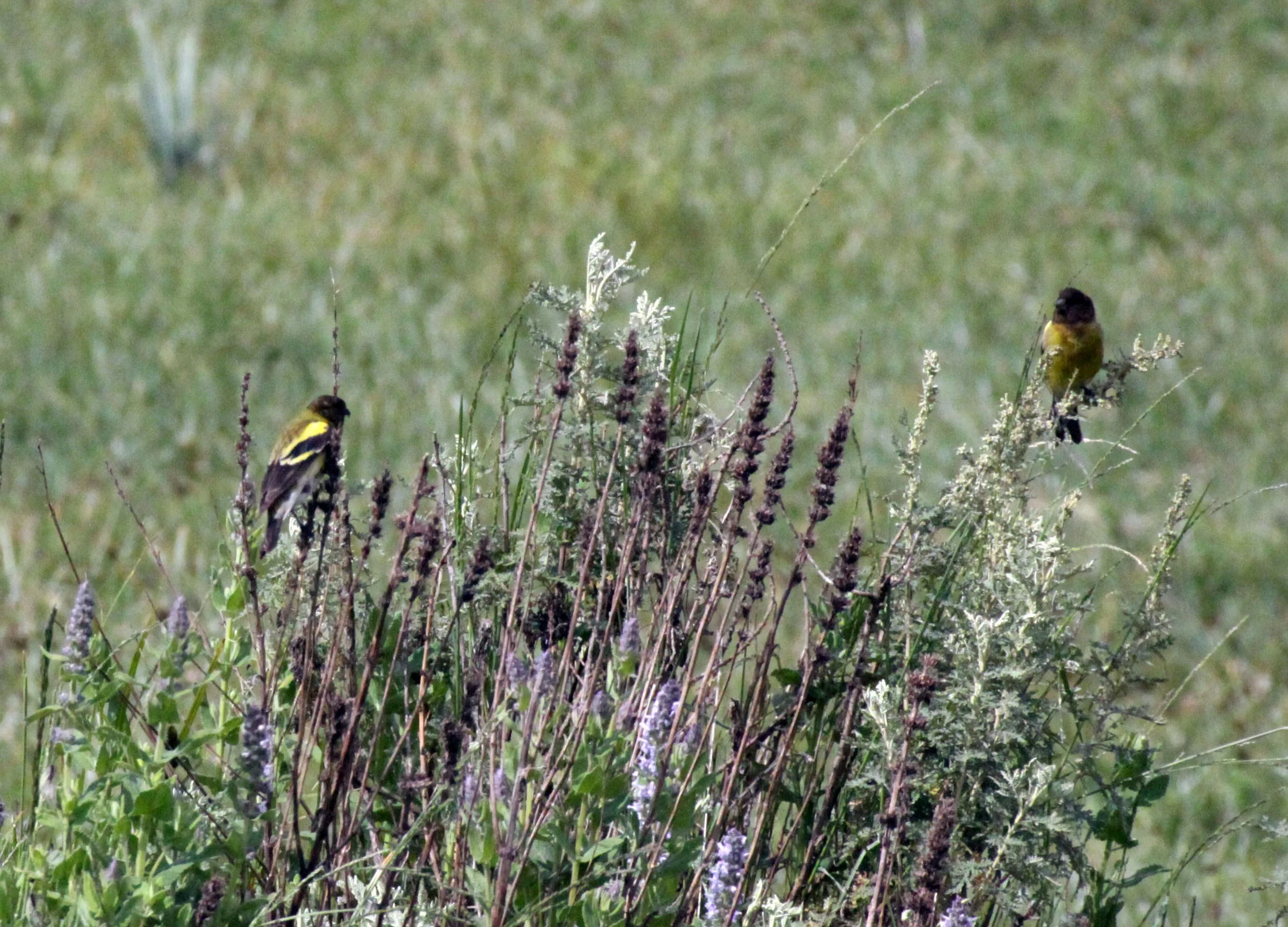 Ethiopian or Abyssinian Siskin (Serinus nigriceps) Bale Mountains Ethiopia (1).JPG