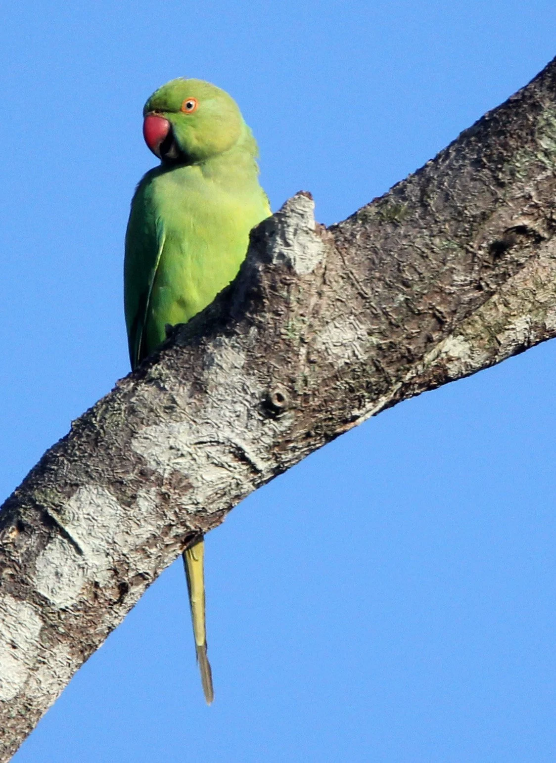 BIRD - PARAKEET - ALEXANDRINE PARAKEET - UDAWALAWA NATIONAL PARK SRI LANKA (3).JPG