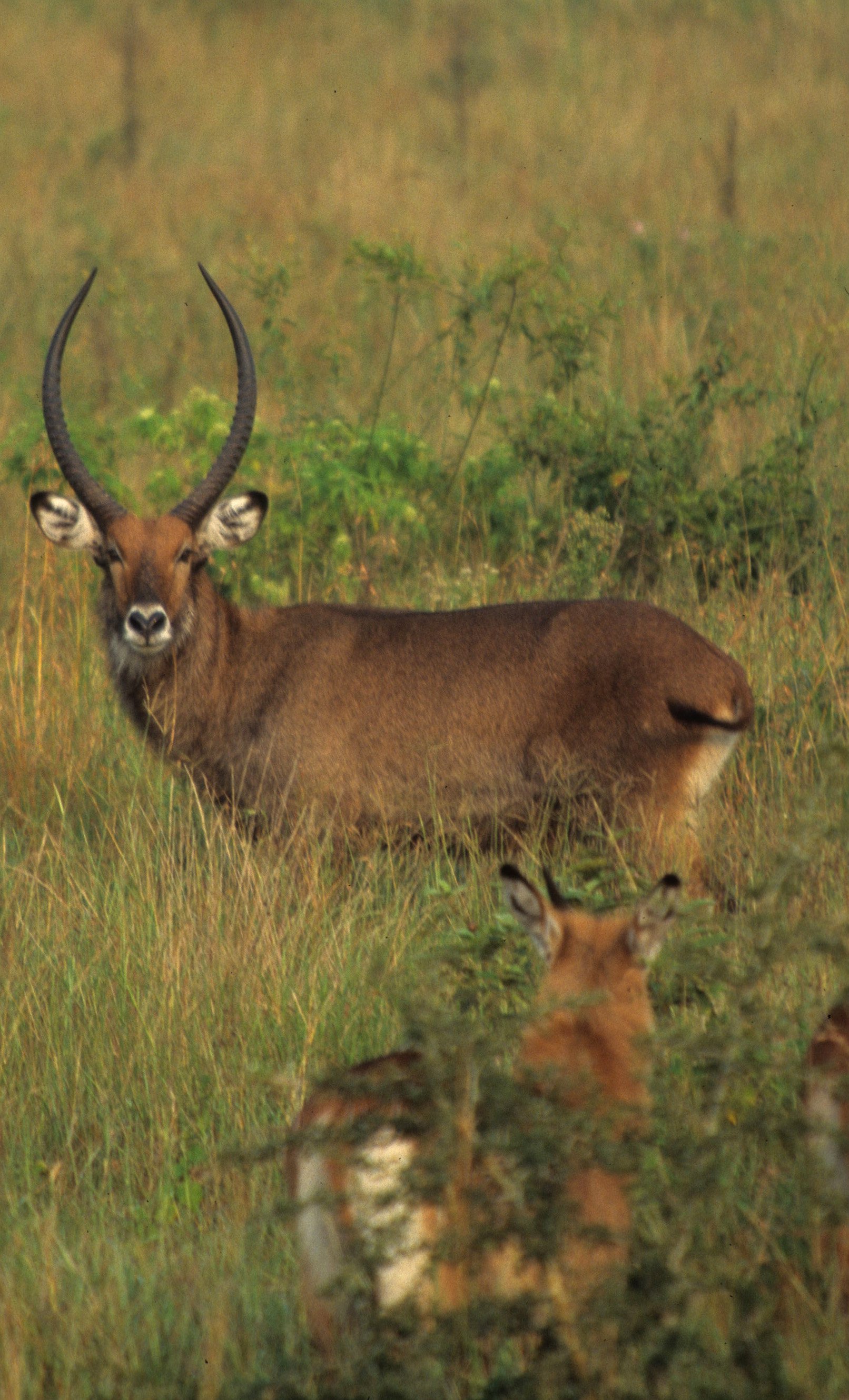 BOVID - WATERBUCK - DEFASSA - UGANDA (22).jpg