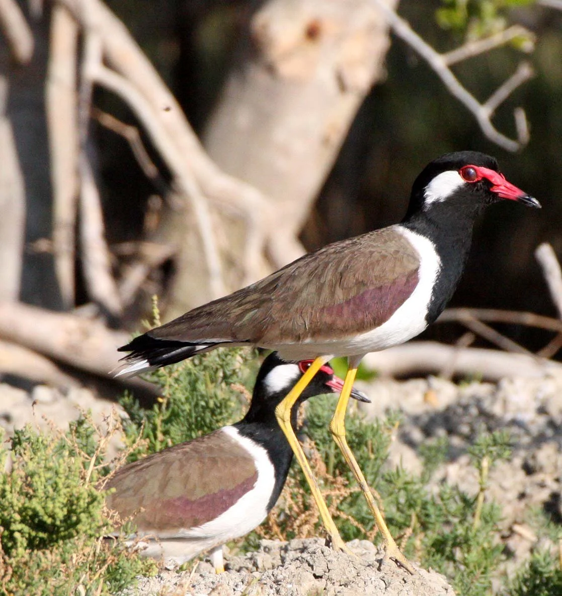 LAPWING - RED-WATTLED LAPWING - Vanellus indicus - KHAO SAM ROI YOT THAILAND (11).JPG