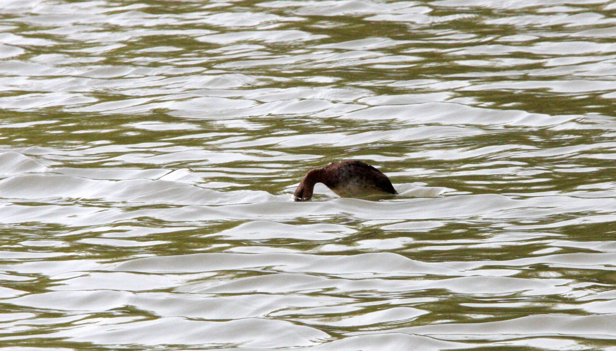 Little Grebe (Tachybaptus ruficollis) Pudong Botanical Gardens Shanghai China (6).JPG