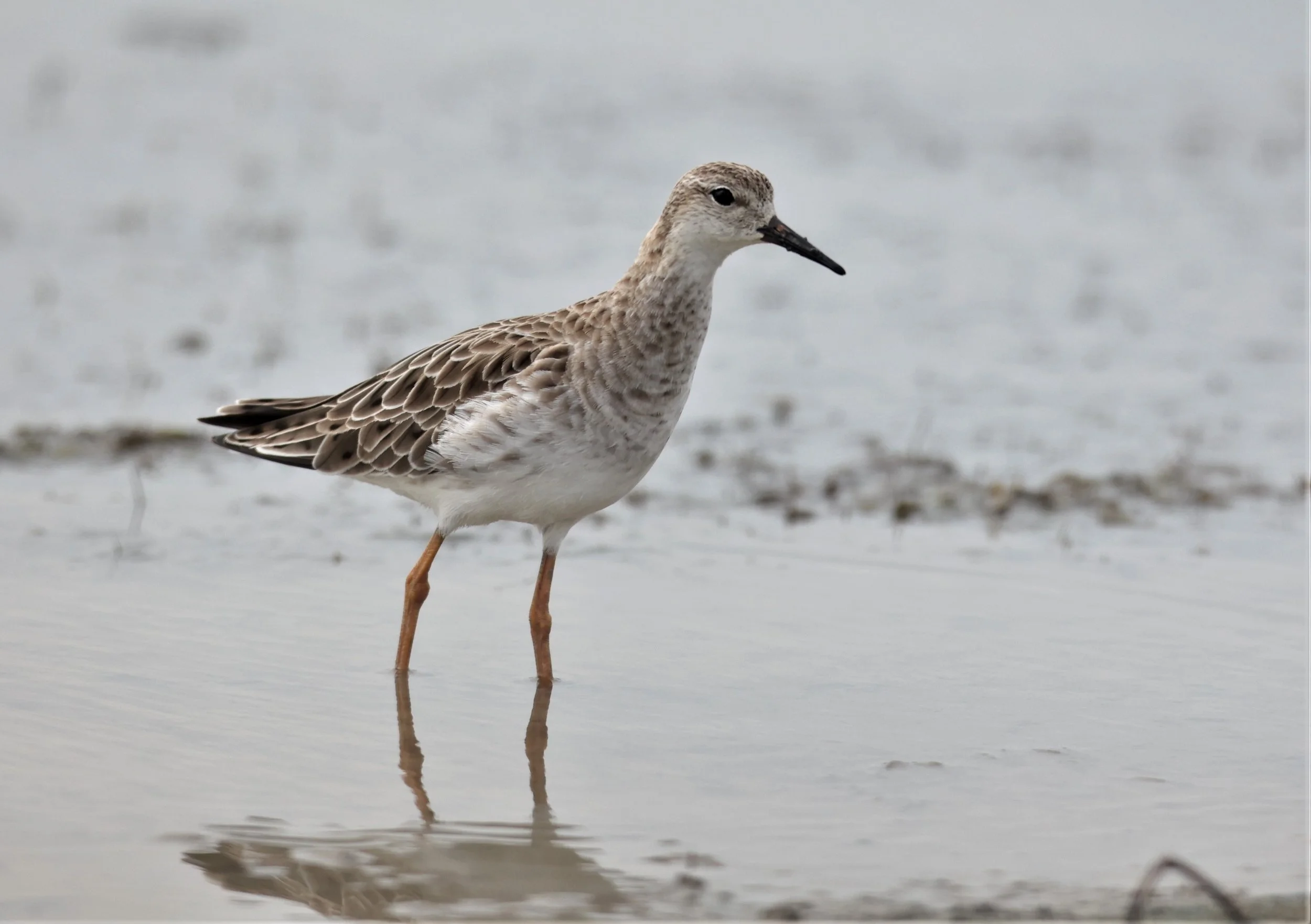 RUFF - Philomachus pugnax - CHACHOENGSAO  BANG PAKONG SALT PANS 14 NOV 2021 (2).jpg