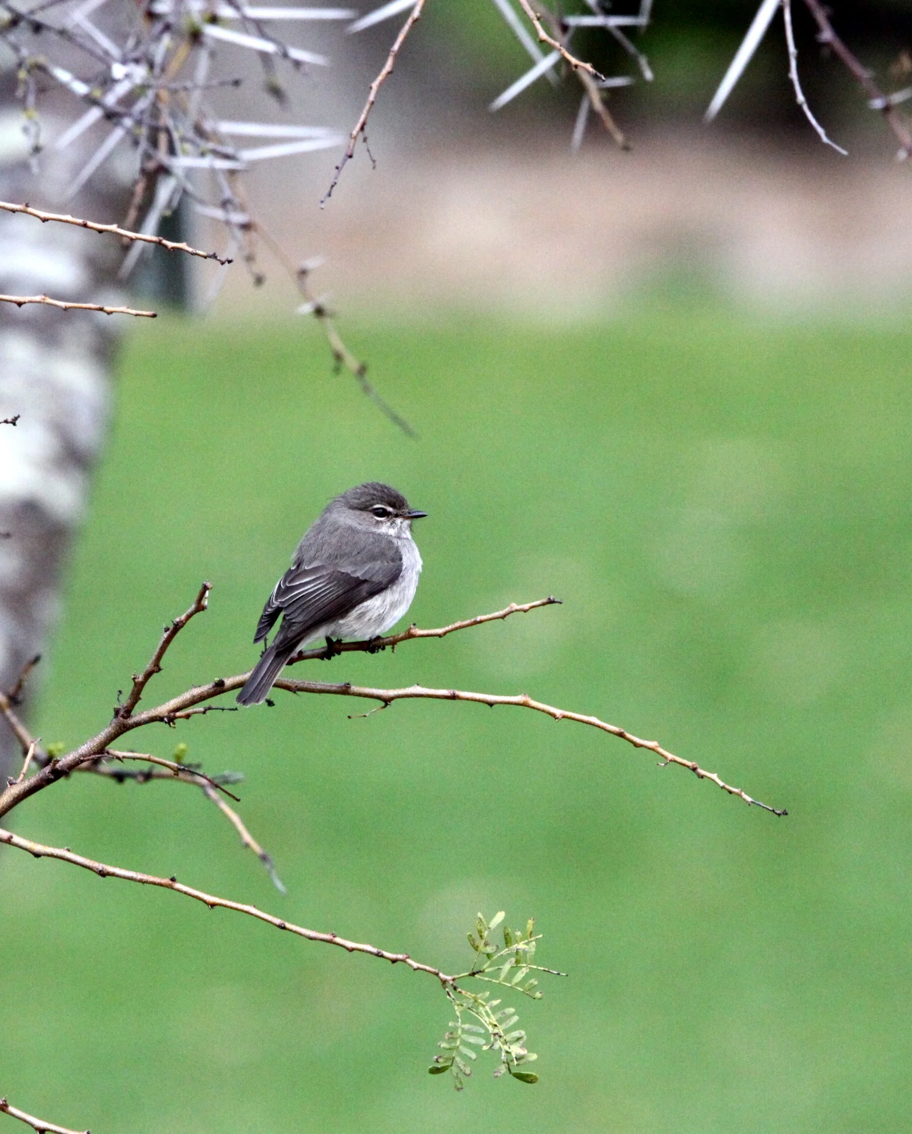 BIRD - FLYCATCHER - AFRICAN DUSKY FLYCATCHER - MUSCICAPA ADUSTA - CAPE TOWN ARBORETUM SOUTH AFRICA (3).JPG