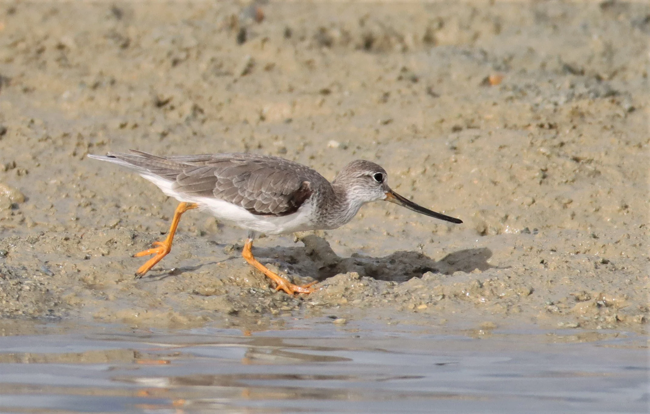 SANDPIPER - TEREK SANDPIPER - Xenus cinereus - LAEM PAKARAM PHANG NGA 2021 (1).jpg