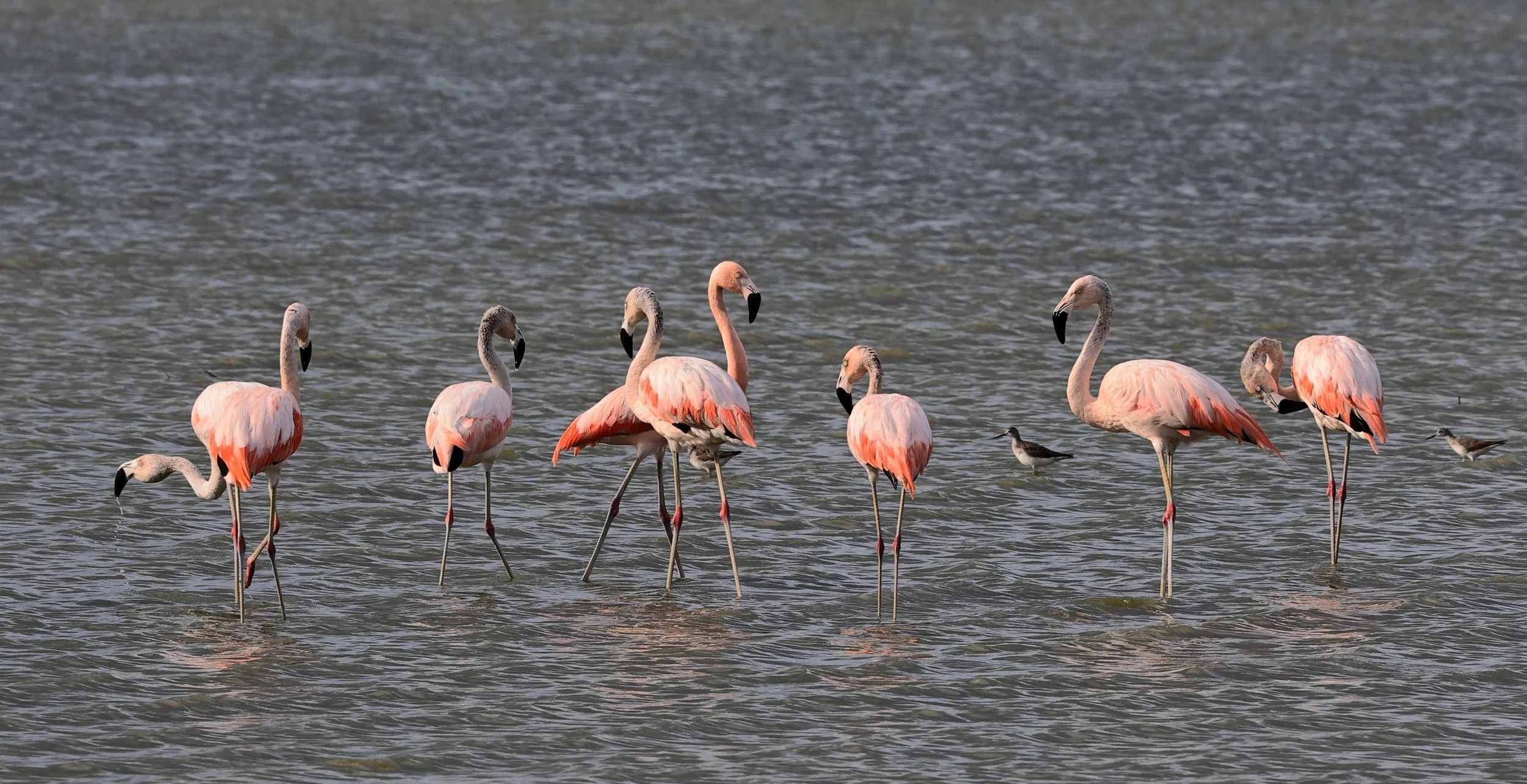 Chilean Flamingo (Phoenicopterus chilensis) Chaco Lodge & Laguna Salada Paraguay (51).jpg