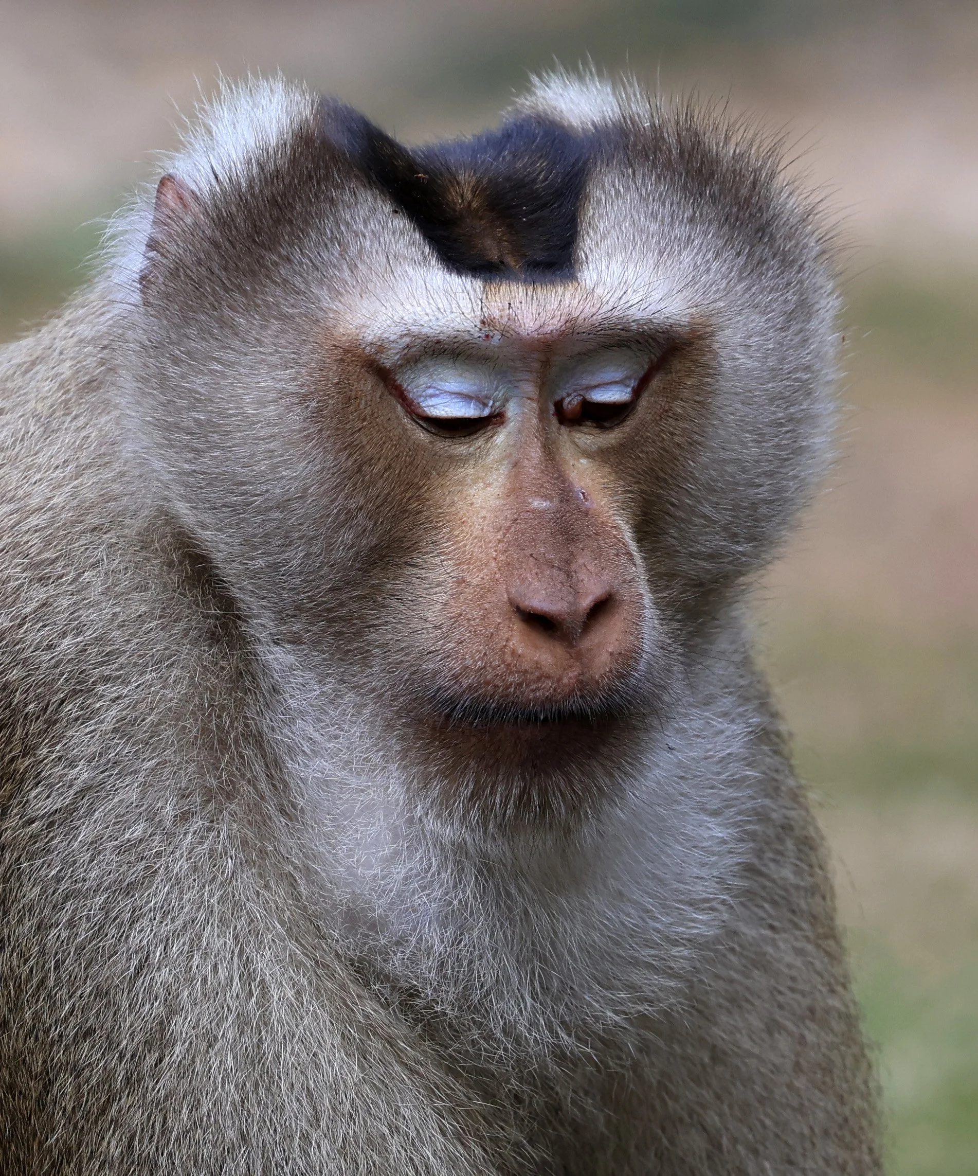 Northern Pig-tailed Macaque (Macaca leonina) Khao Yai National Park Feb 2026 Day 3 (54).jpg