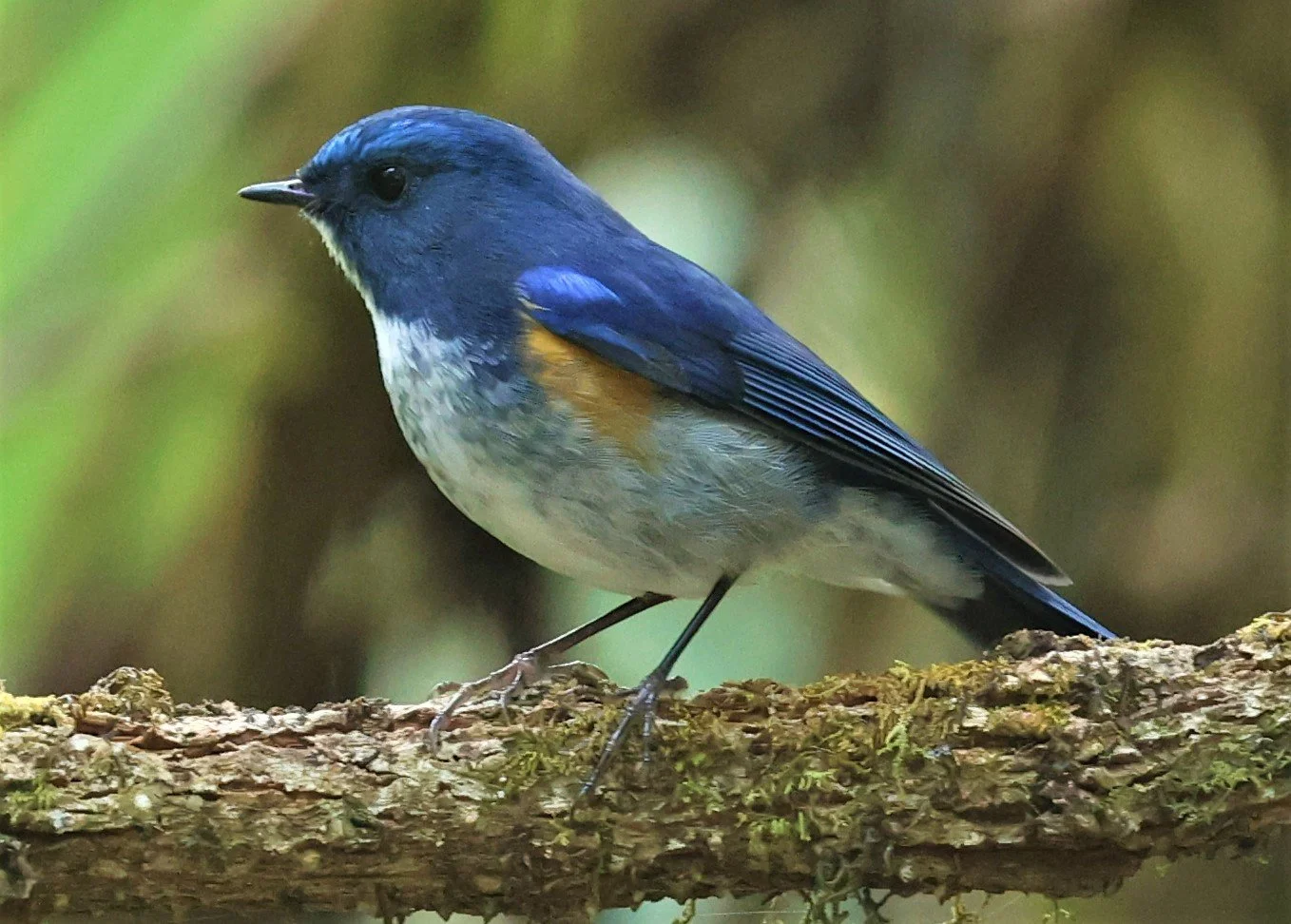 BLUETAIL - HIMALAYAN BLUETAIL - Tarsiger rufilatus - DOI PHA HOM POK NP DOI LANG EAST FEB 2022 (27).jpg