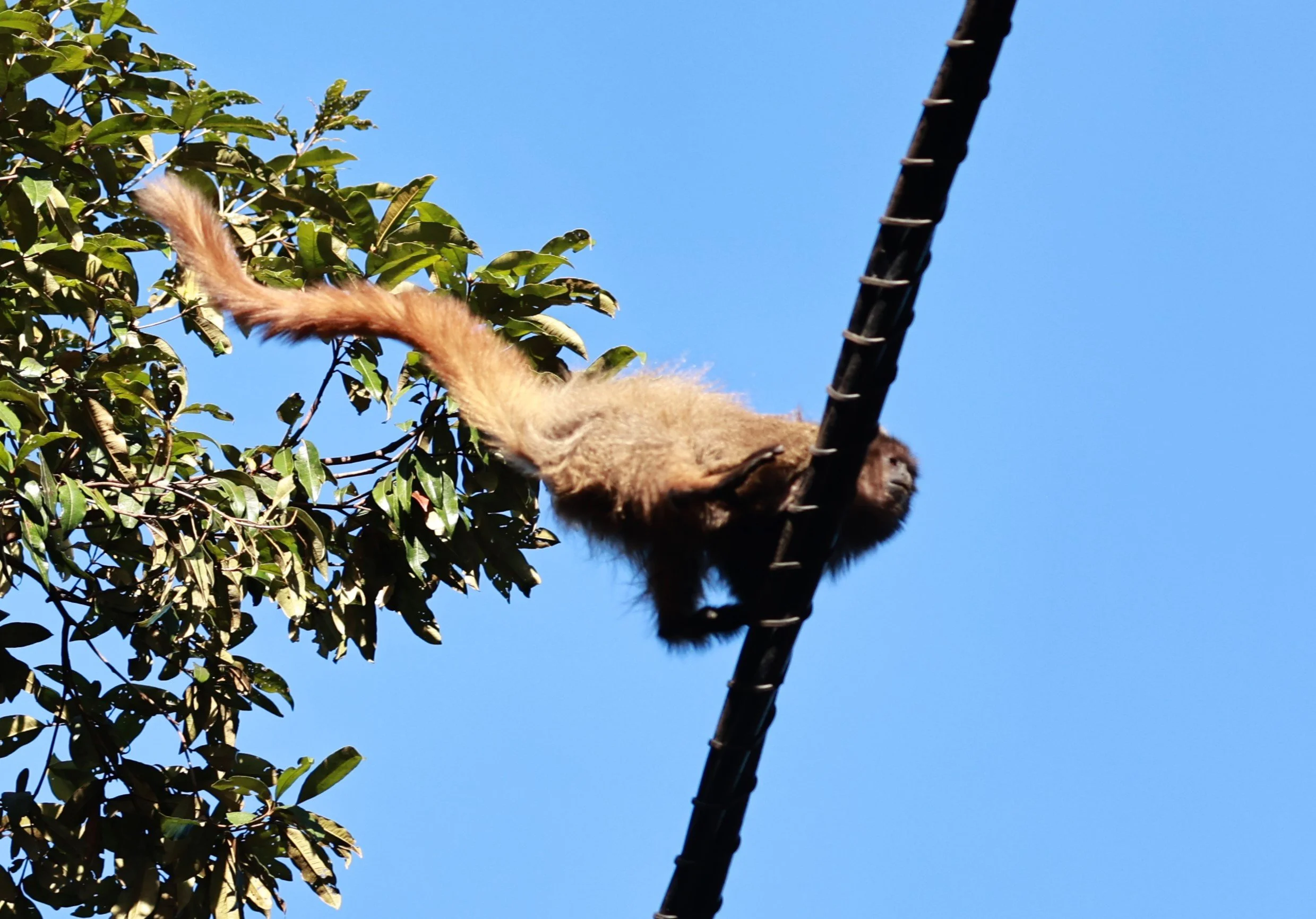 Black-fronted Titi Monkey (Callicebus nigrifrons) — Coke Smith Wildlife