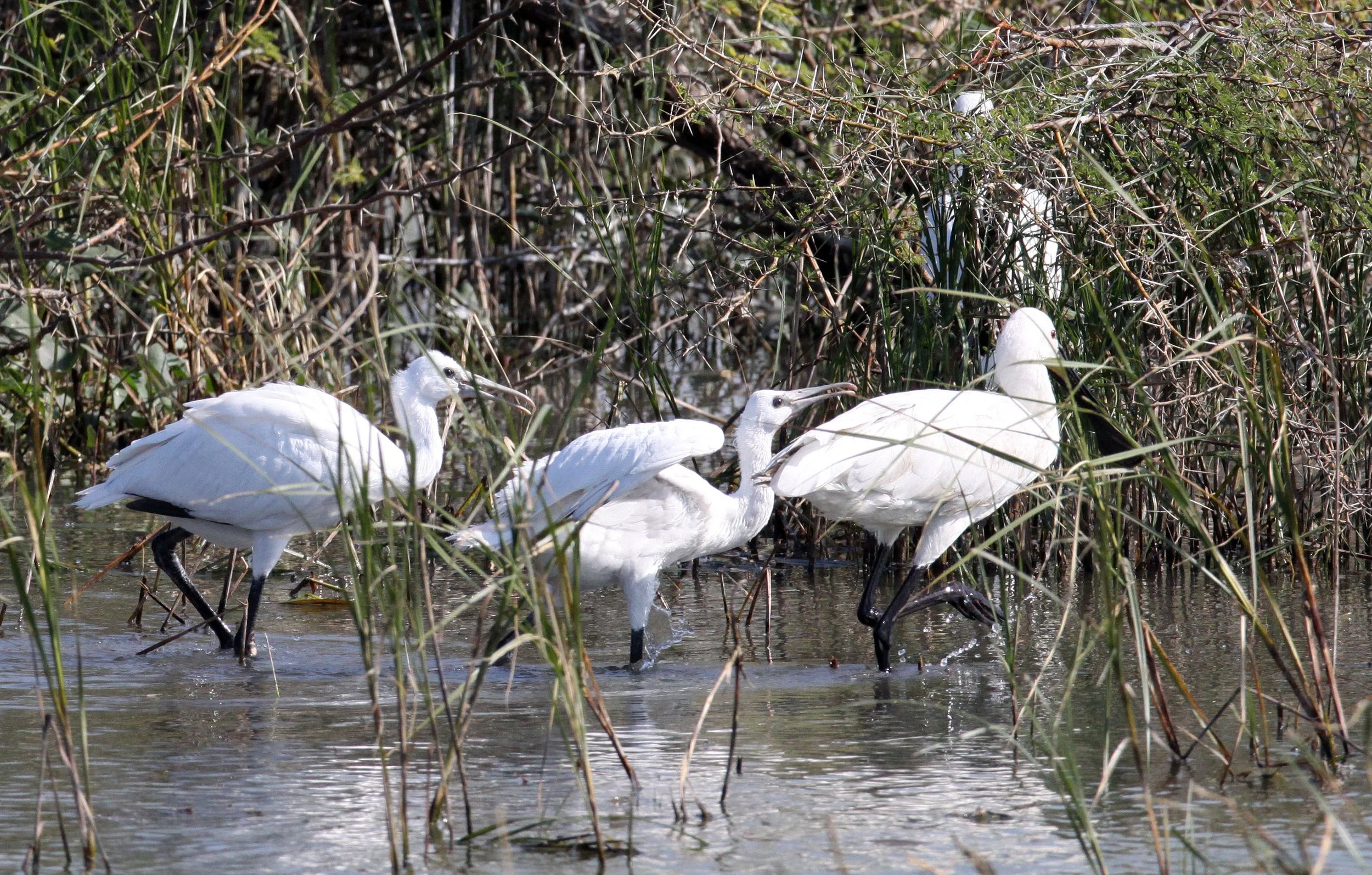 SPOONBILL - EURASIAN SPOONBILL - Platalea leucorodia - LITTLE RANN OF KUTCH GUJARAT INDIA (17).JPG