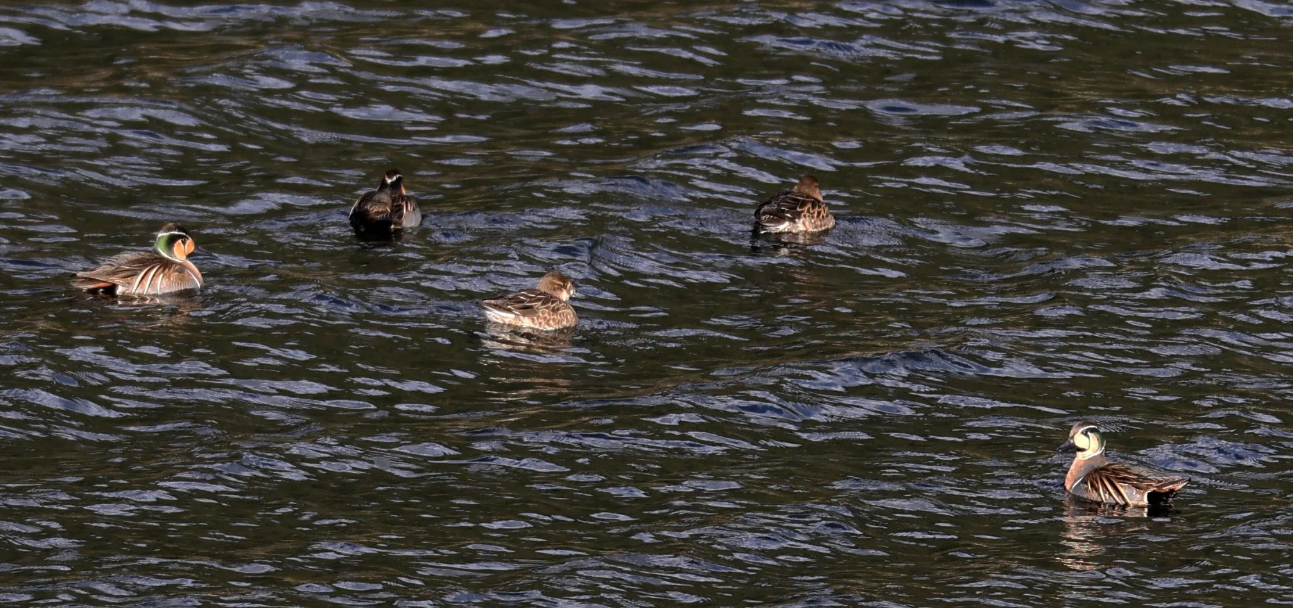 Baikal teal (Sibirionetta formosa) Takagawa Dam Lake, Kagoshima Japan (44).jpg