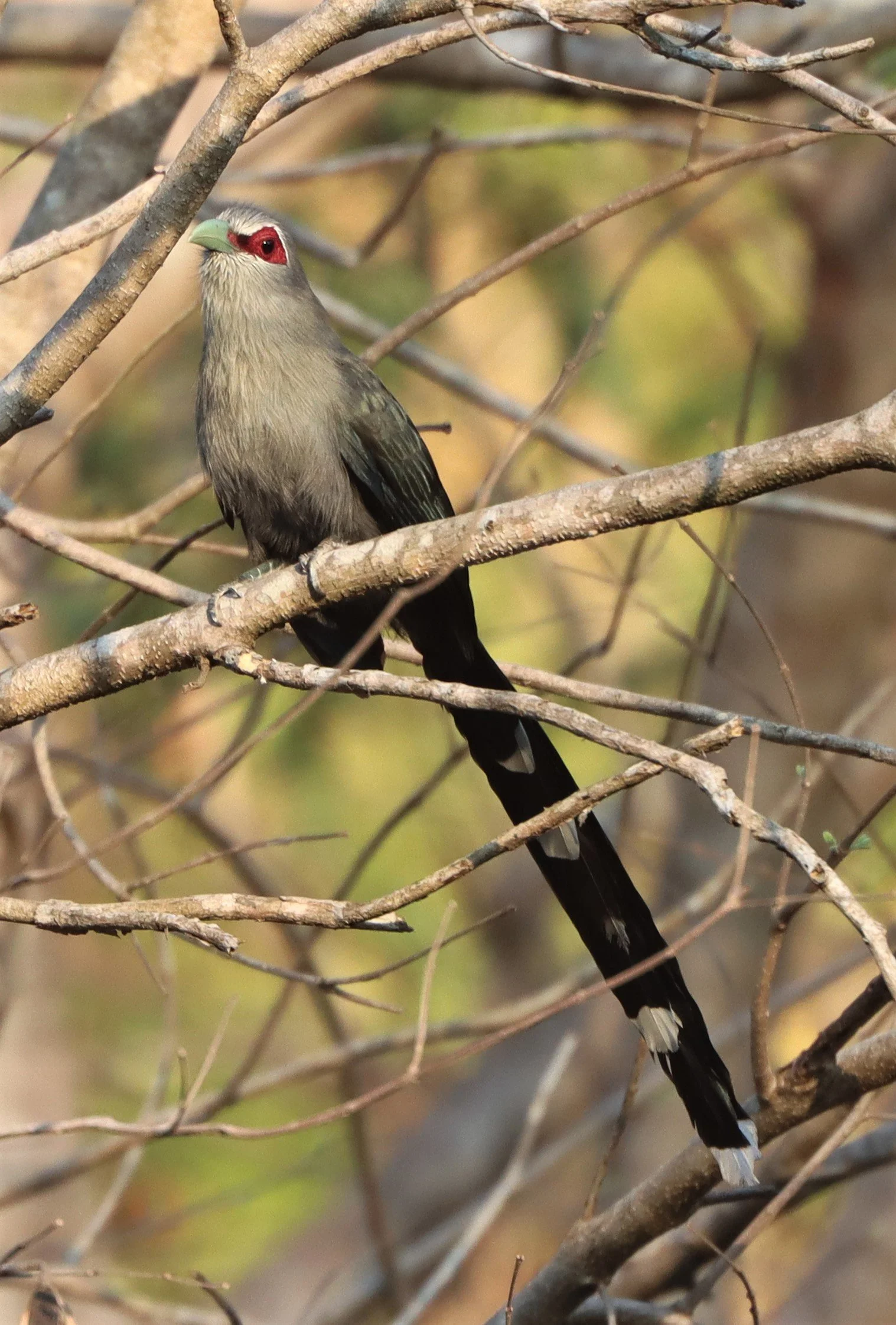 Green-billed Malkoha (Phaenicophaeus tristis) Pak Chong Hot Springs Thailand (7).jpg