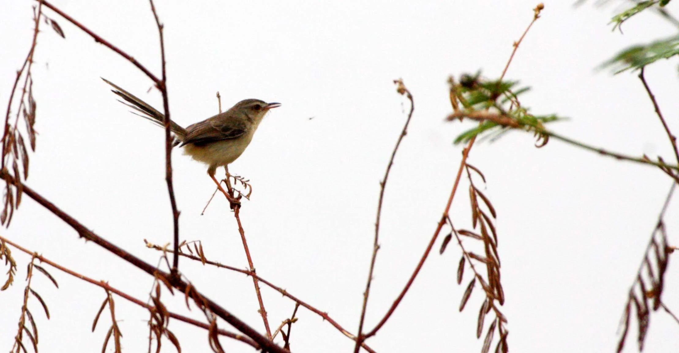 BIRD - PRINIA - PLAIN PRINIA - BUENG BORAPHET THAILAND - PRINIA INORNATA (3).JPG