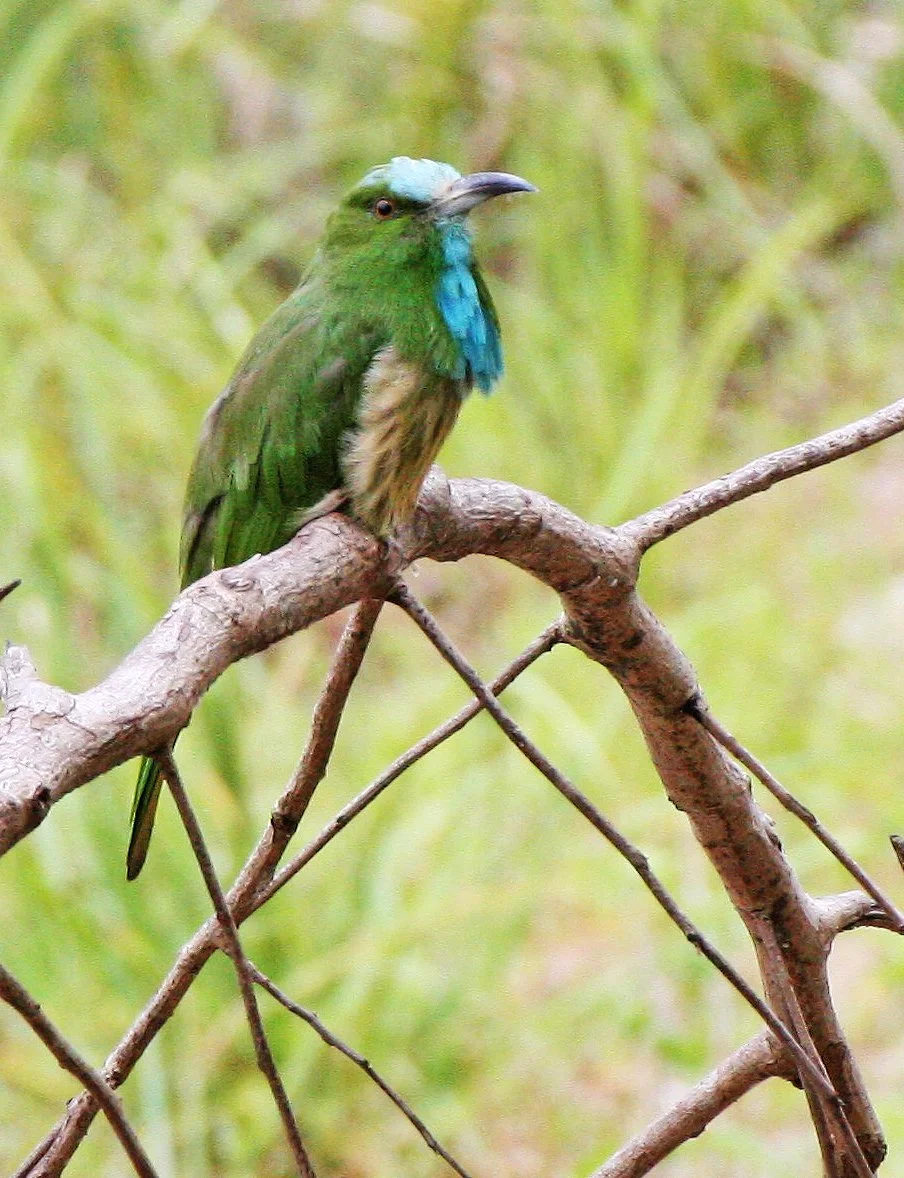 Blue-bearded Bee-eater (Nyctyornis amictus) Huai Kha Khaeng