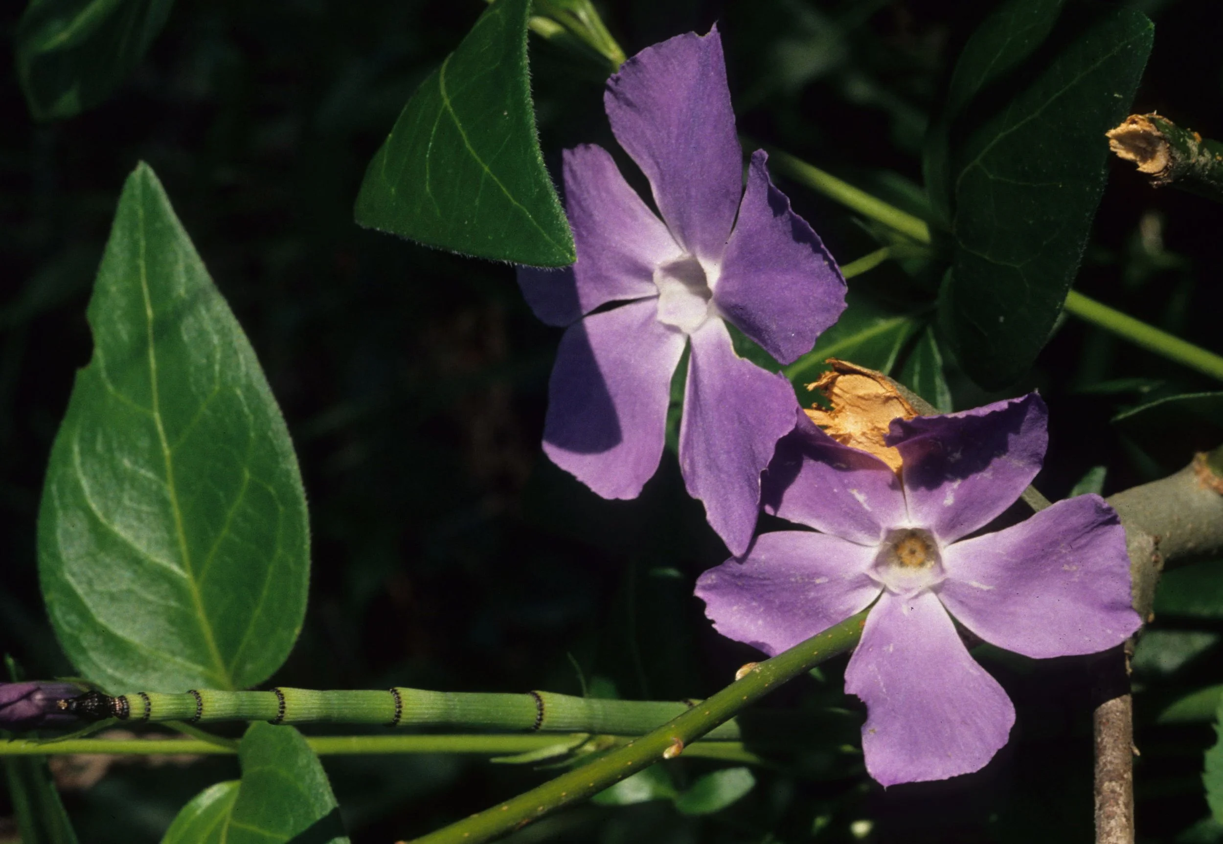 AMERICAN RIVER - PHLOX SPECIES.jpg