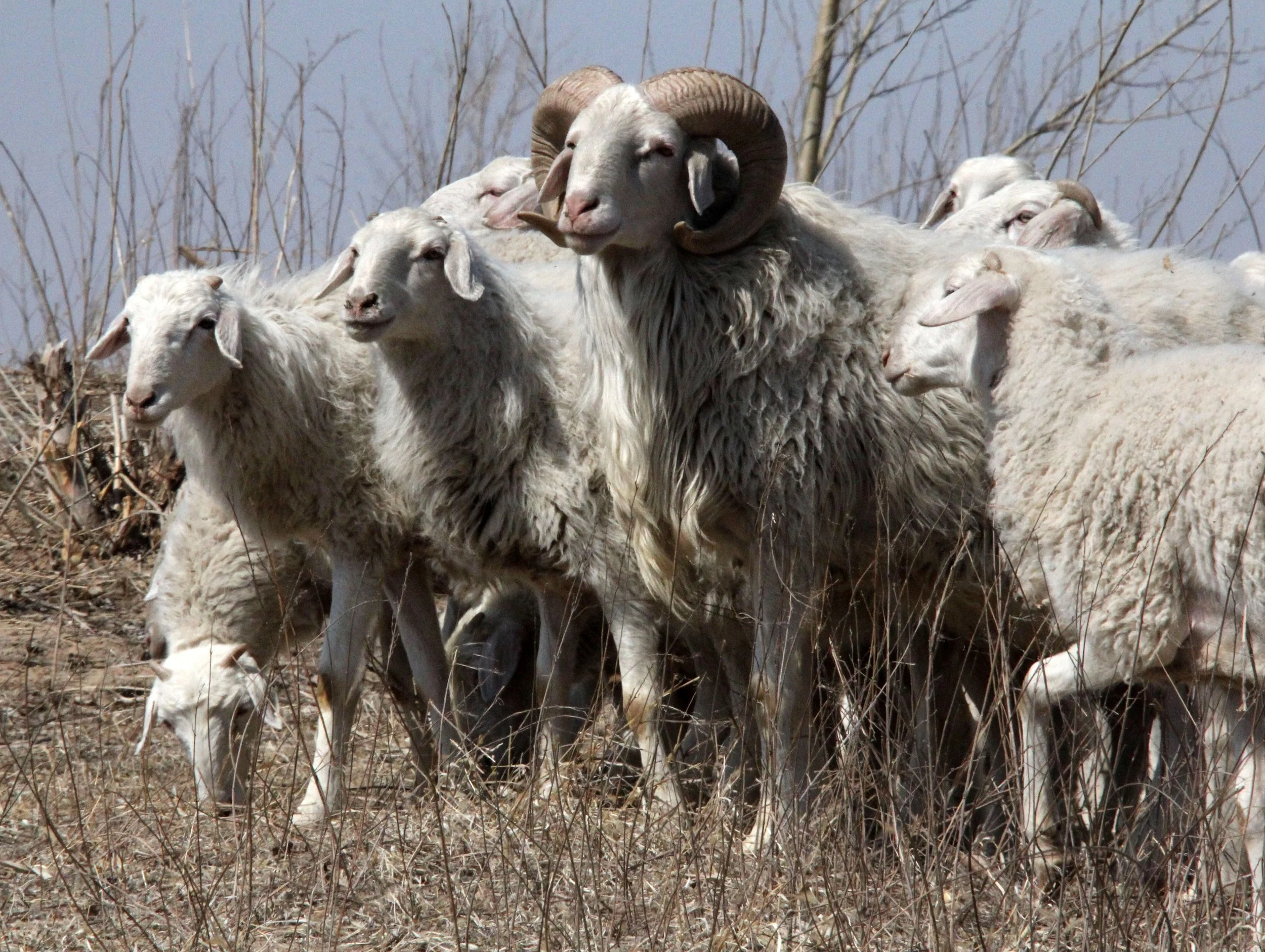 INNER MONGOLIA 2013 (28).JPG