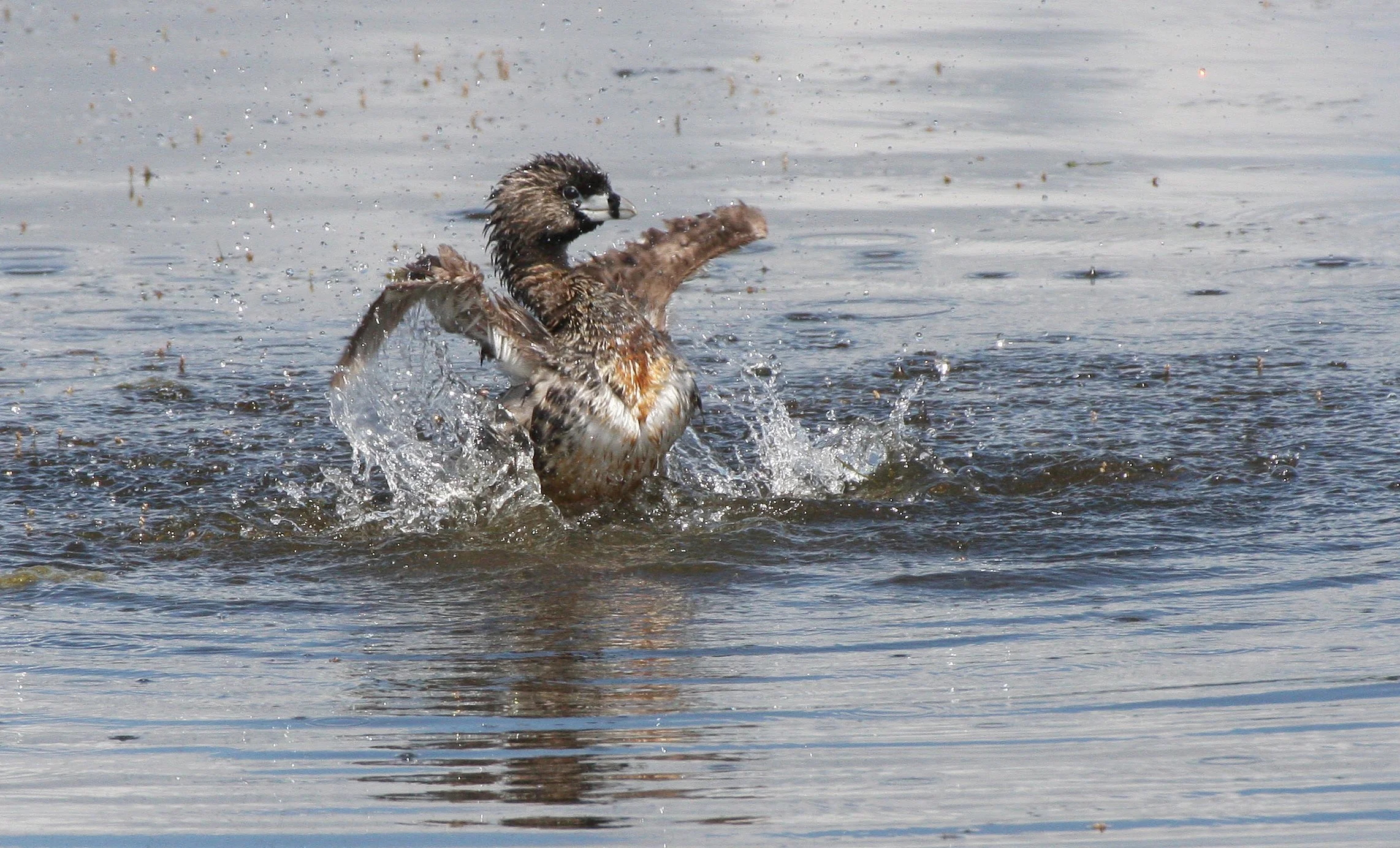 Pied-billed Grebe (Podilymbus podiceps) Ridgefield NWR Washington (37).JPG
