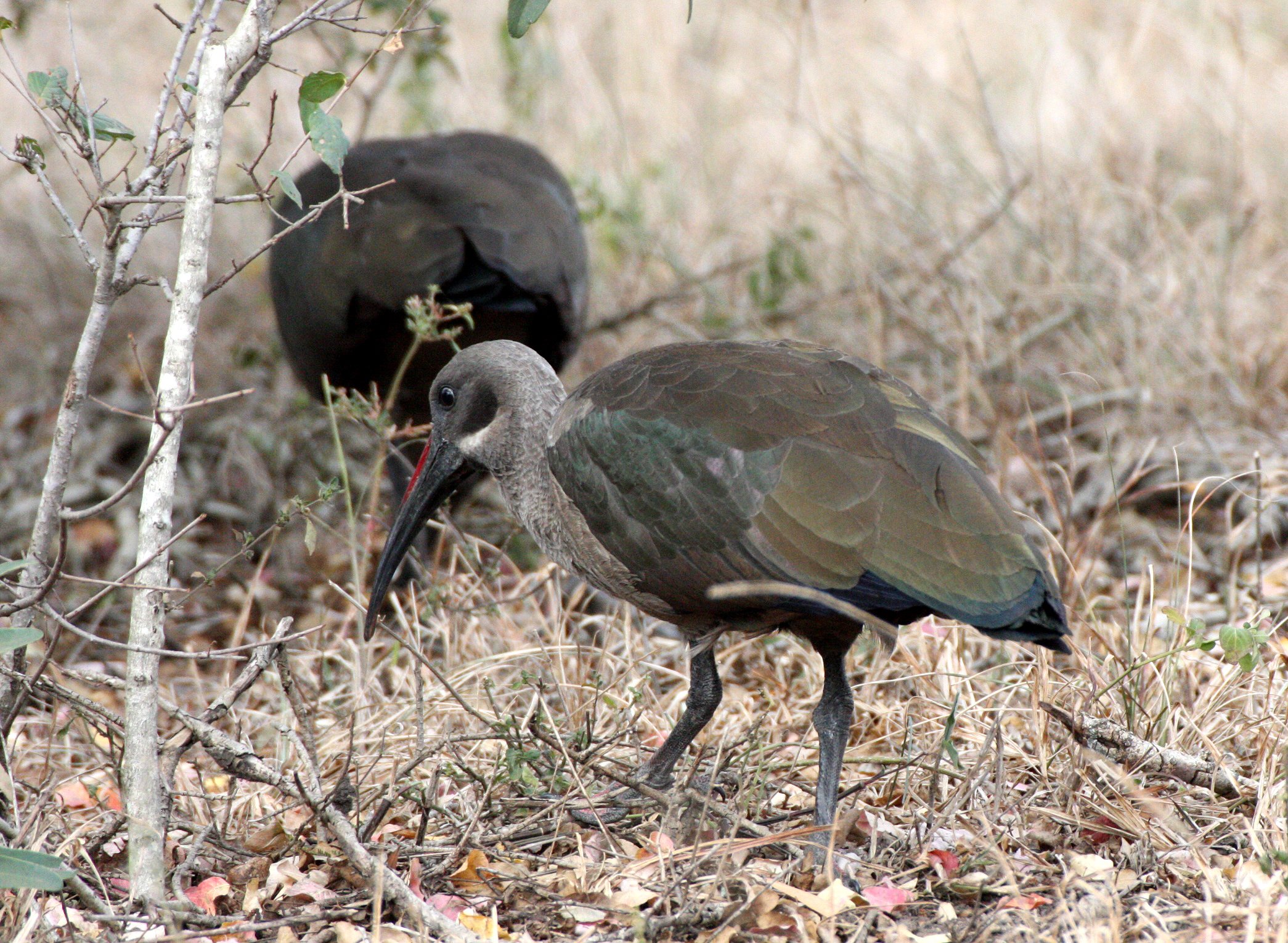 IBIS - HADADA IBIS - Bostrychia hagedash - IMFOLOZI NATIONAL PARK SOUTH AFRICA (11).JPG