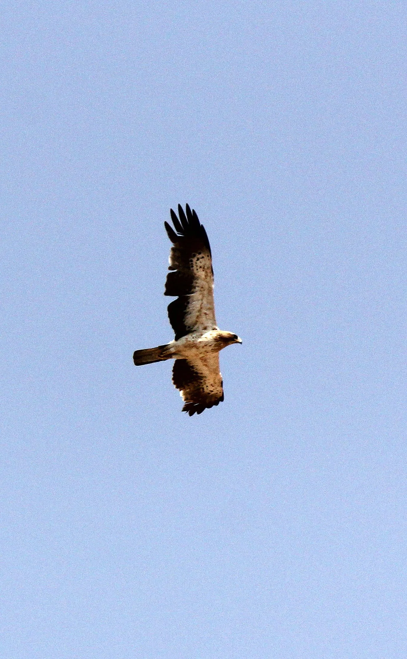 Hieraaetus pennatus - BOOTED EAGLE - NEAR GAFSA TUNISIA (15).JPG
