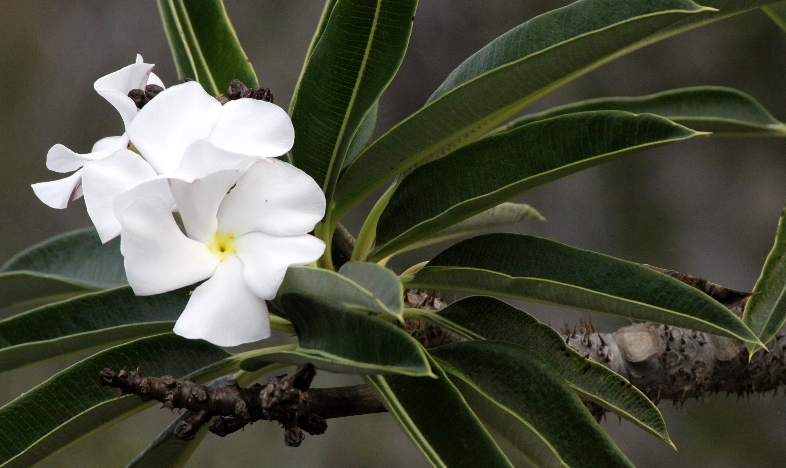 PLANT - PACHYPODIUM LAMEREI -  ANDOHAHELA NATIONAL PARK MADAGASCAR.JPG