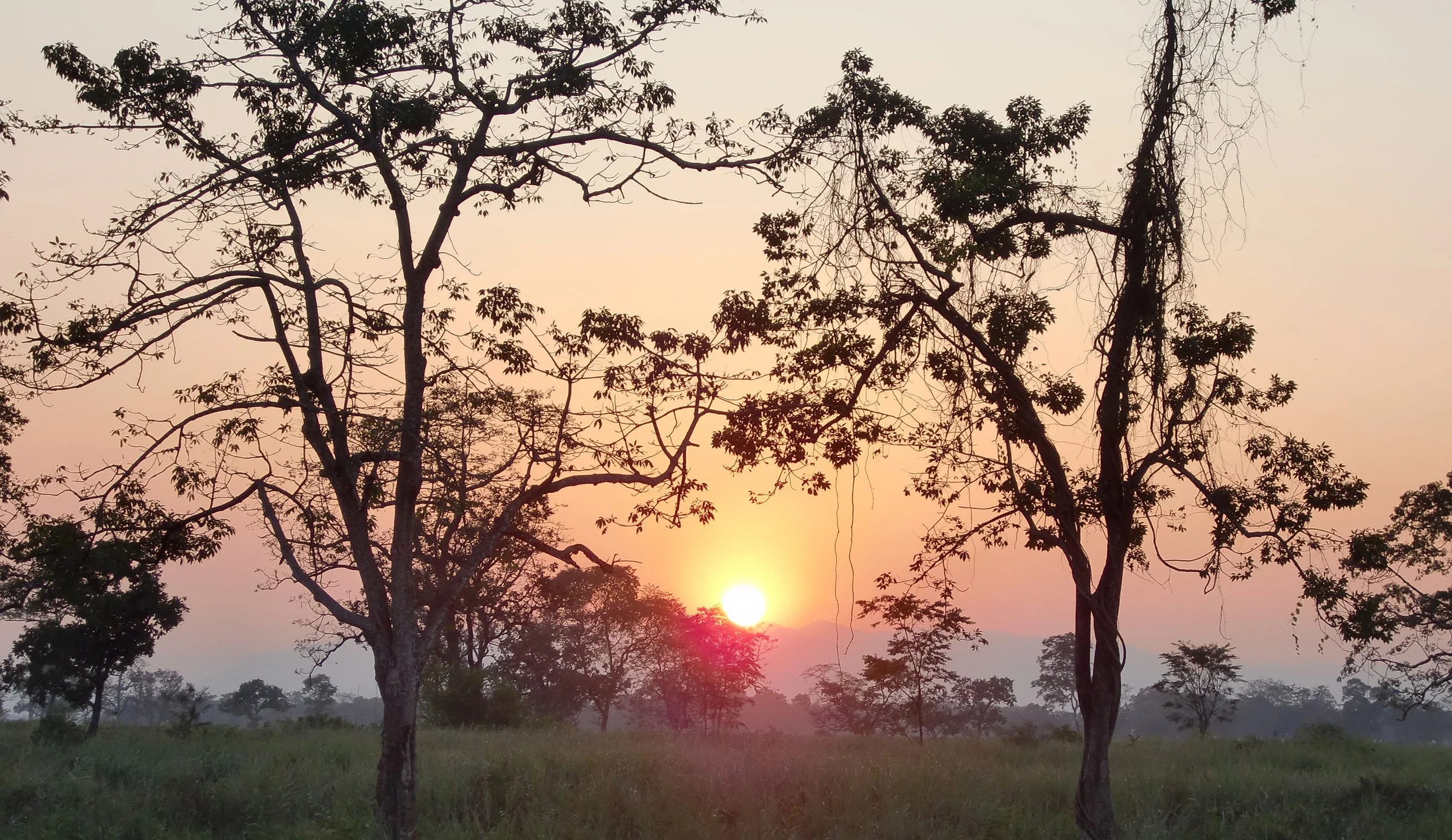 ASSAM - KAZIRANGA NATIONAL PARK INDIA (32).JPG