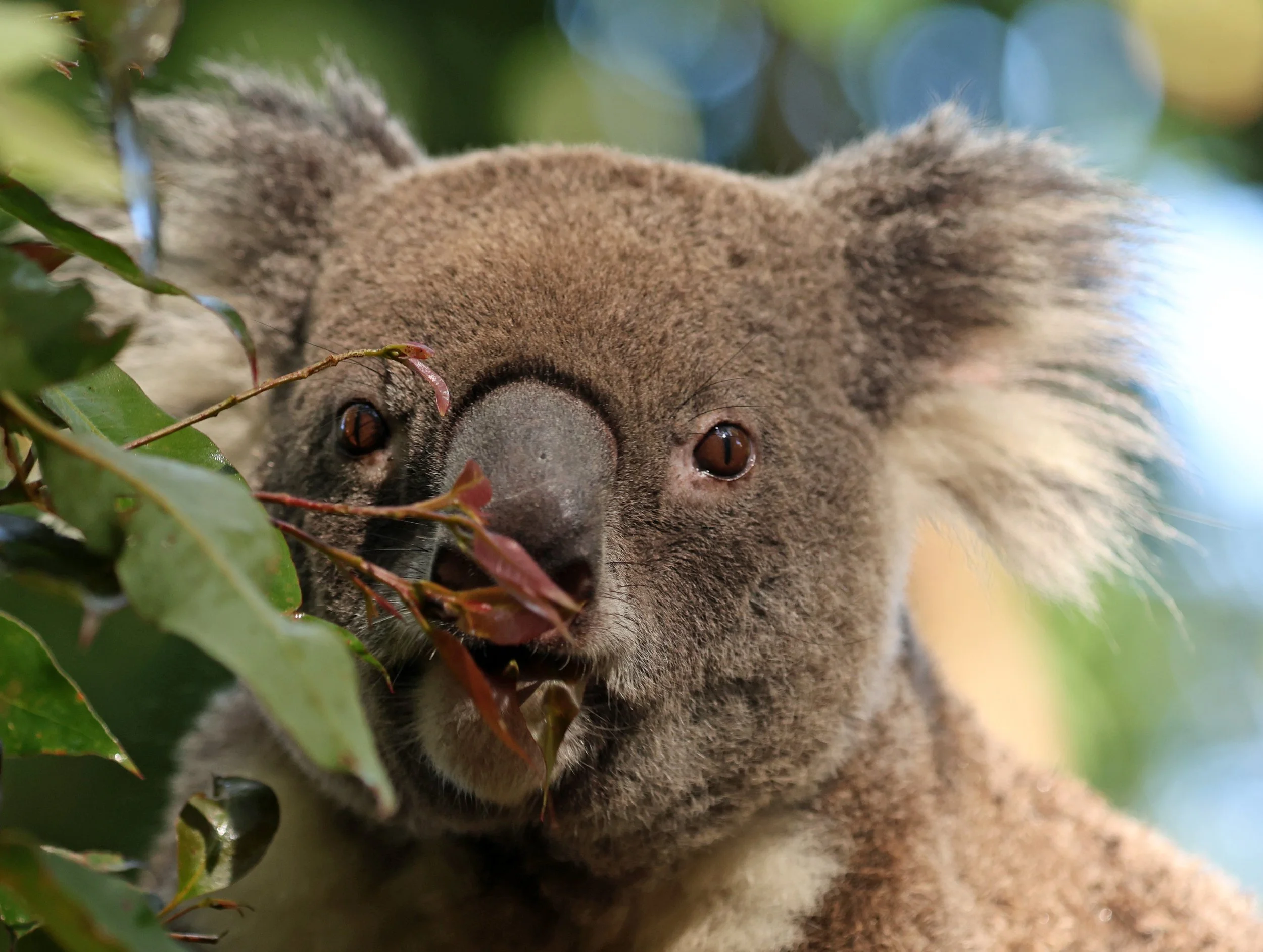 Queensland Koala (Phascolarctos cinereus adustus) Koala Trail Road and Locations South of Brisbane - Queensland