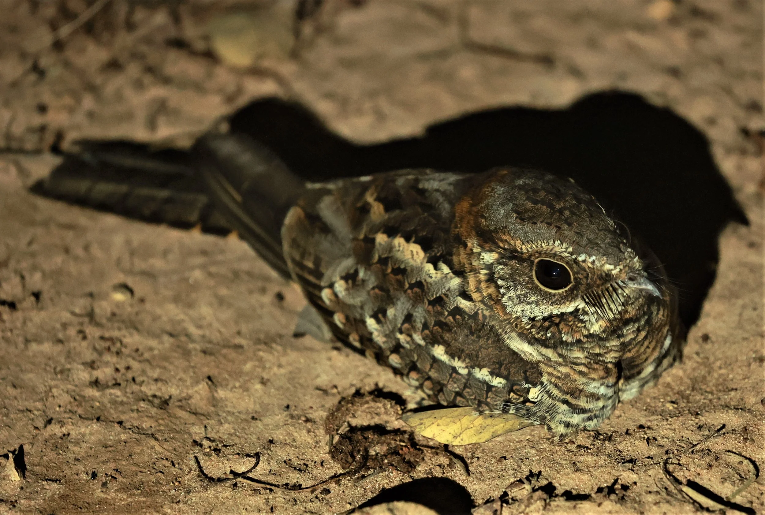 Nightjar - Scissor-tailed Nightjar - Hydropsalis torquata - Fazenda Garibaldi, Sao Paulo State  (6).jpg