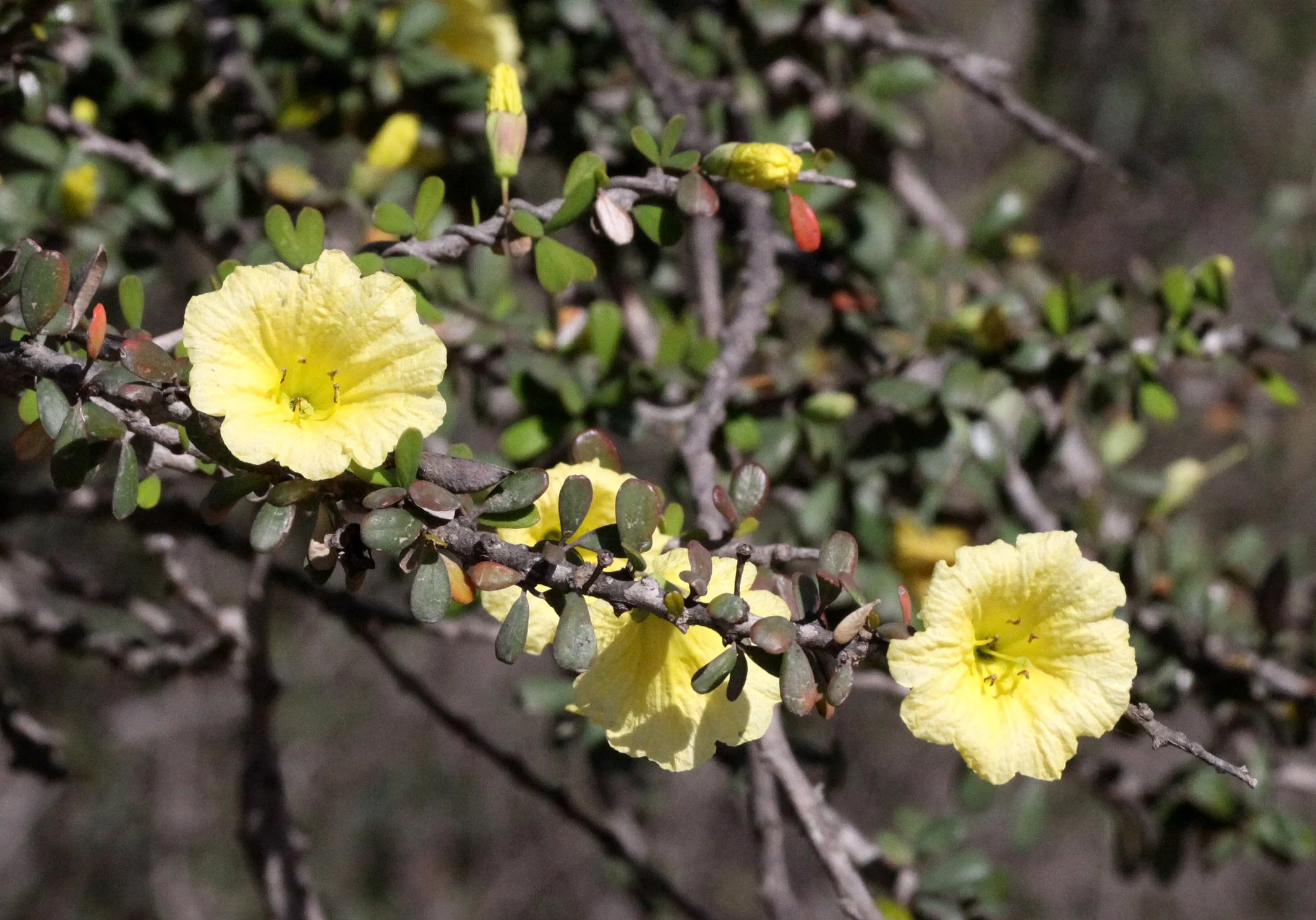 PLANT - BERENTY RESERVE MADAGASCAR (10).JPG