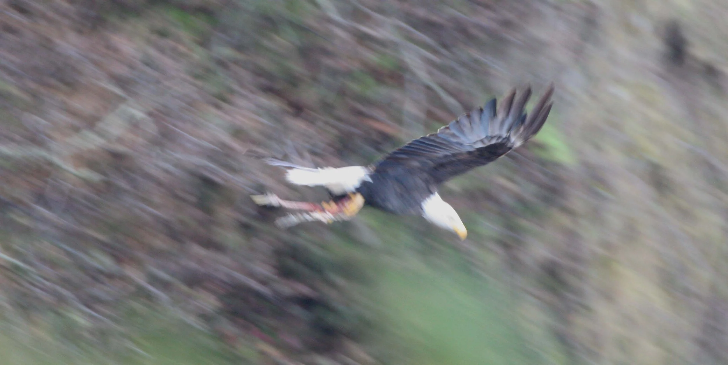BIRD - EAGLE - BALD EAGLE IMMATURE -LAKE FARM (5).JPG