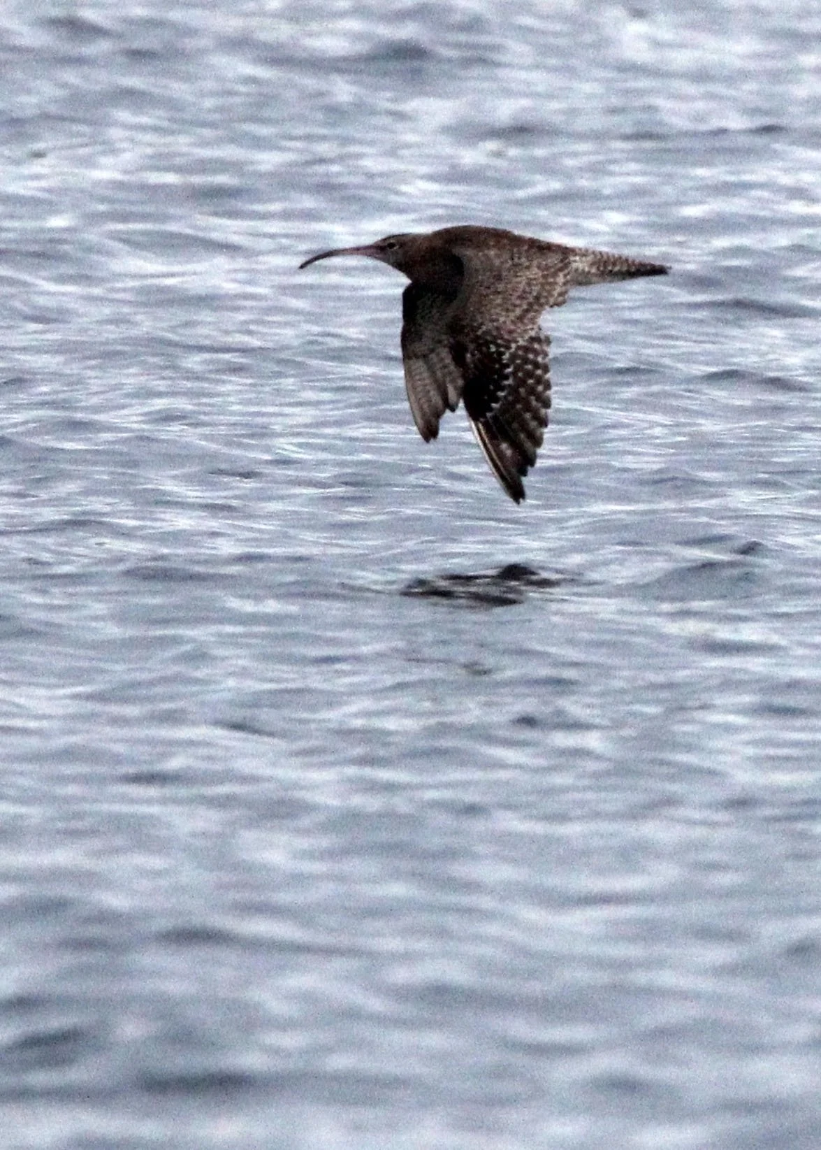 BIRD - WHIMBREL - TANGKOKO NATIONAL PARK SULAWESI INDONESIA (1).JPG