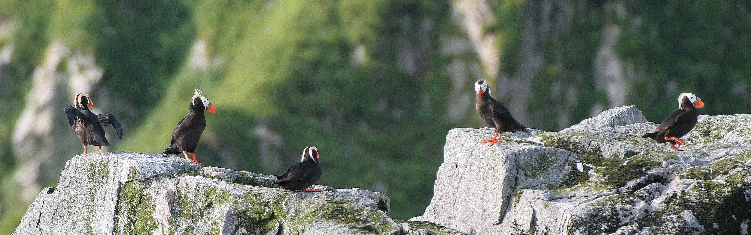 Fratercula cirrhata - TUFTED PUFFIN - COMMANDERS MEDNY ISLAND (10).jpg