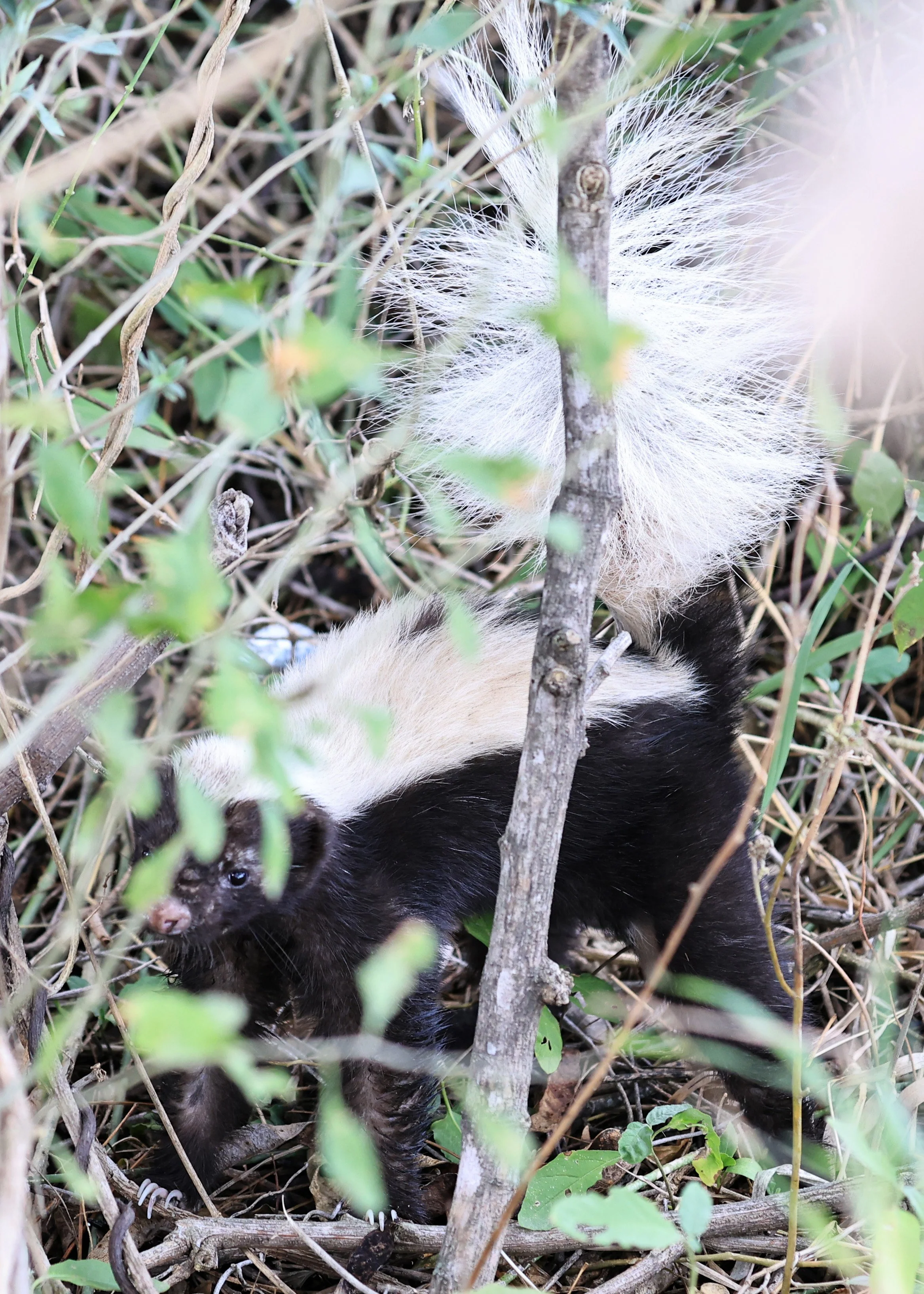 Molina's Hog-nosed Skunk (Conepatus chinga) Estancia Campo'i Paraguay  (5).jpg