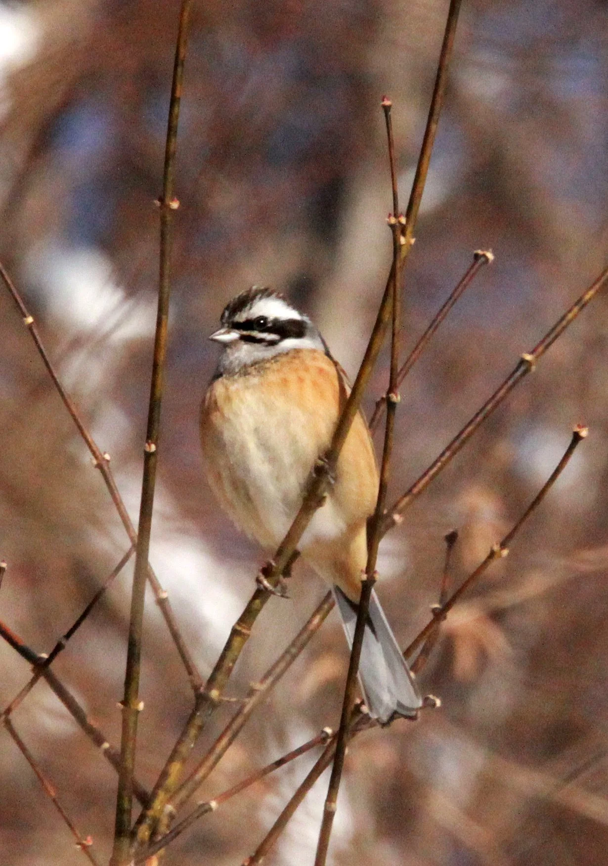 Rustic Bunting (Emberiza rustica) Shiobutsu Onsen Karuizawa Japan (5).JPG