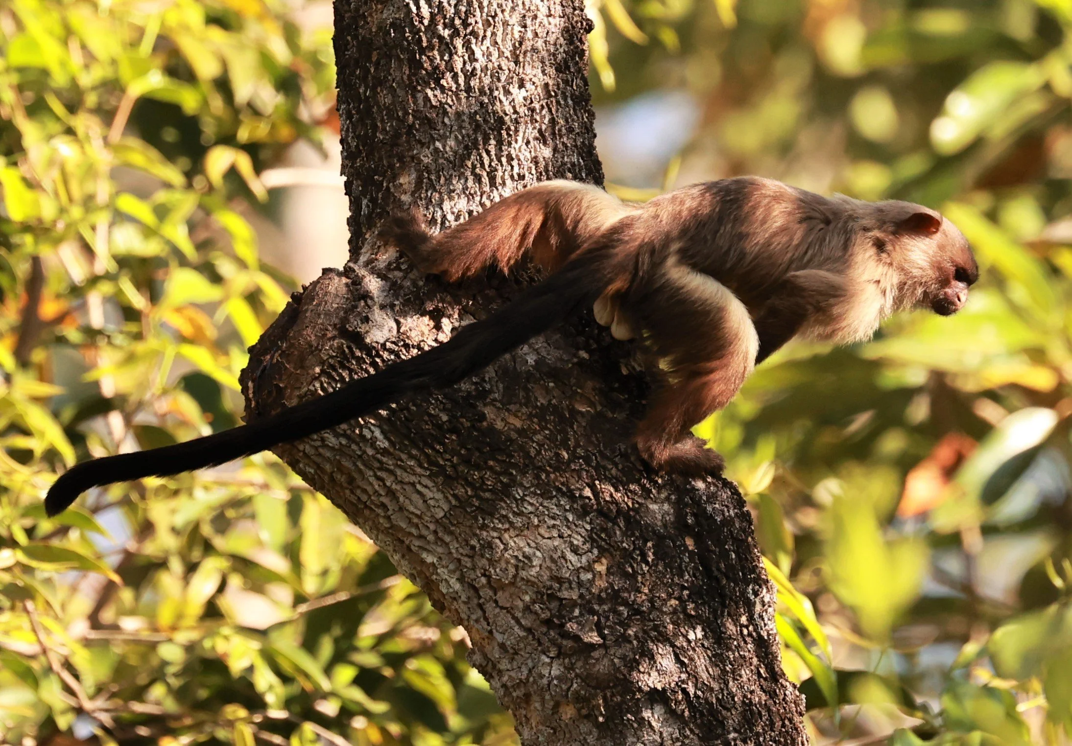 Callitrichidae - Mico melanurus - Black-tailed Marmoset - Porto Alegre Lodge, Pantanal (64).JPG