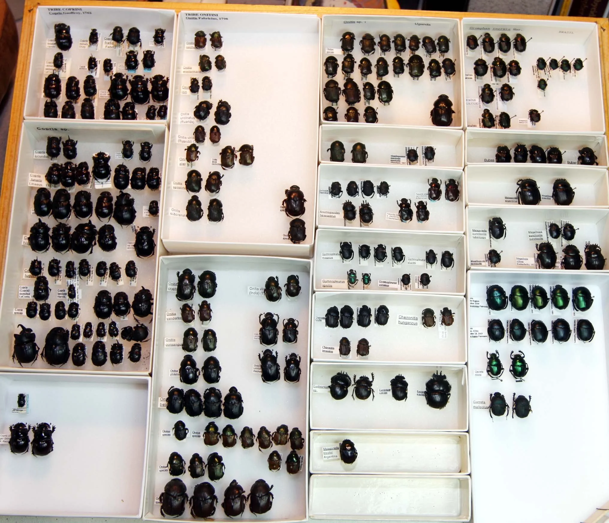 6 Scarabaeinae - Coprini - Onitini.JPG