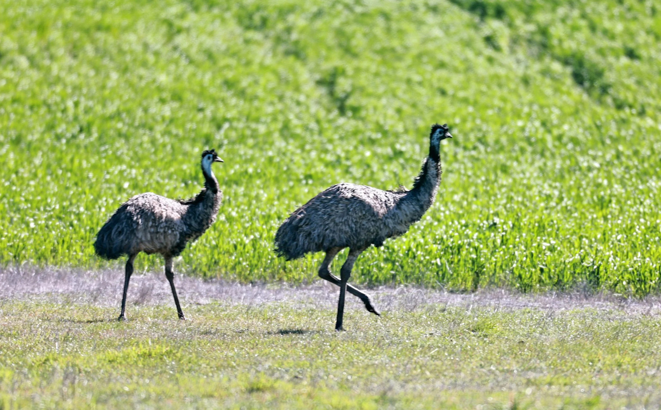 Emu (Dromaius novaehollandiae) Stirling Range NP - Western Australia (8).jpg