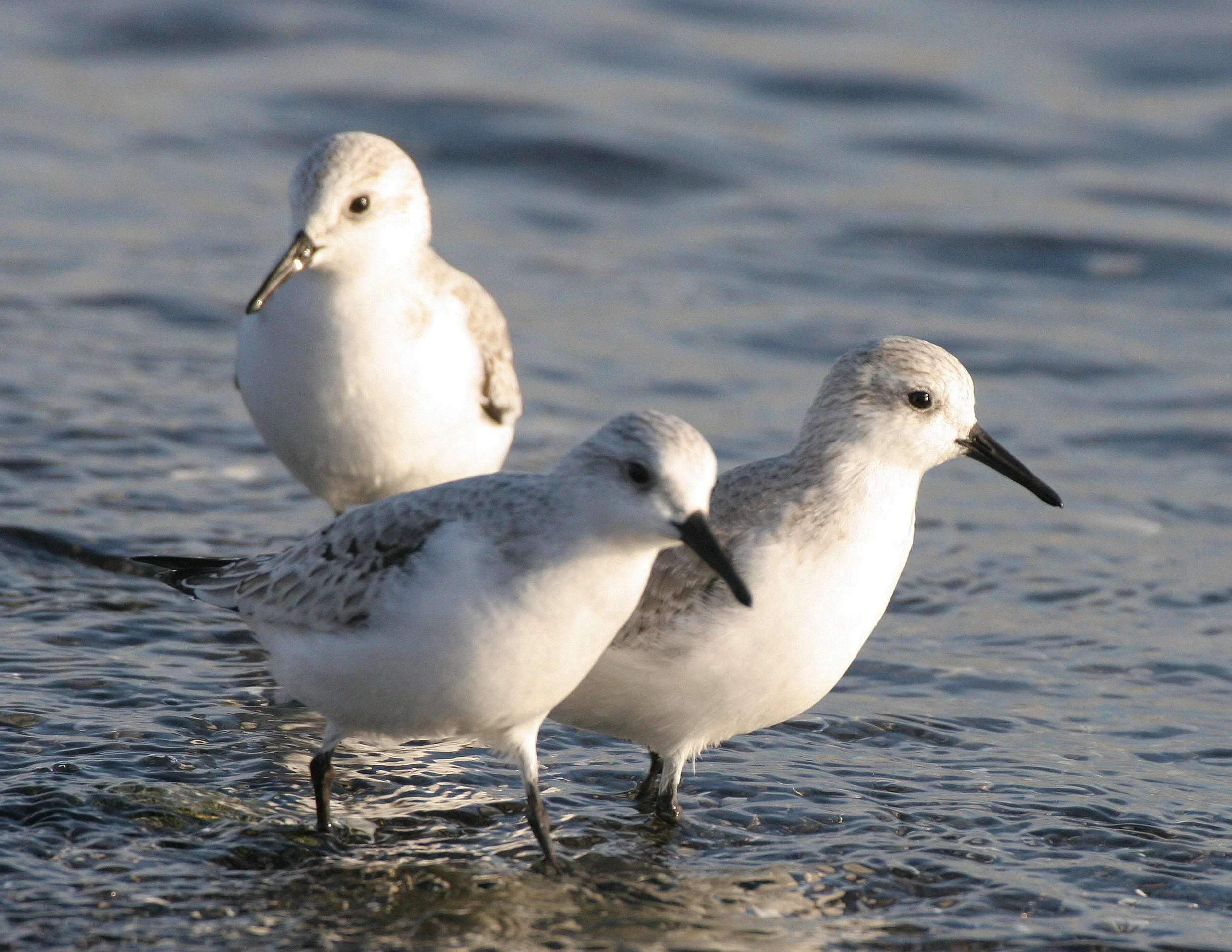 BIRD - SANDERLINGS - EDIZ HOOK PA HARBOR (16).jpg