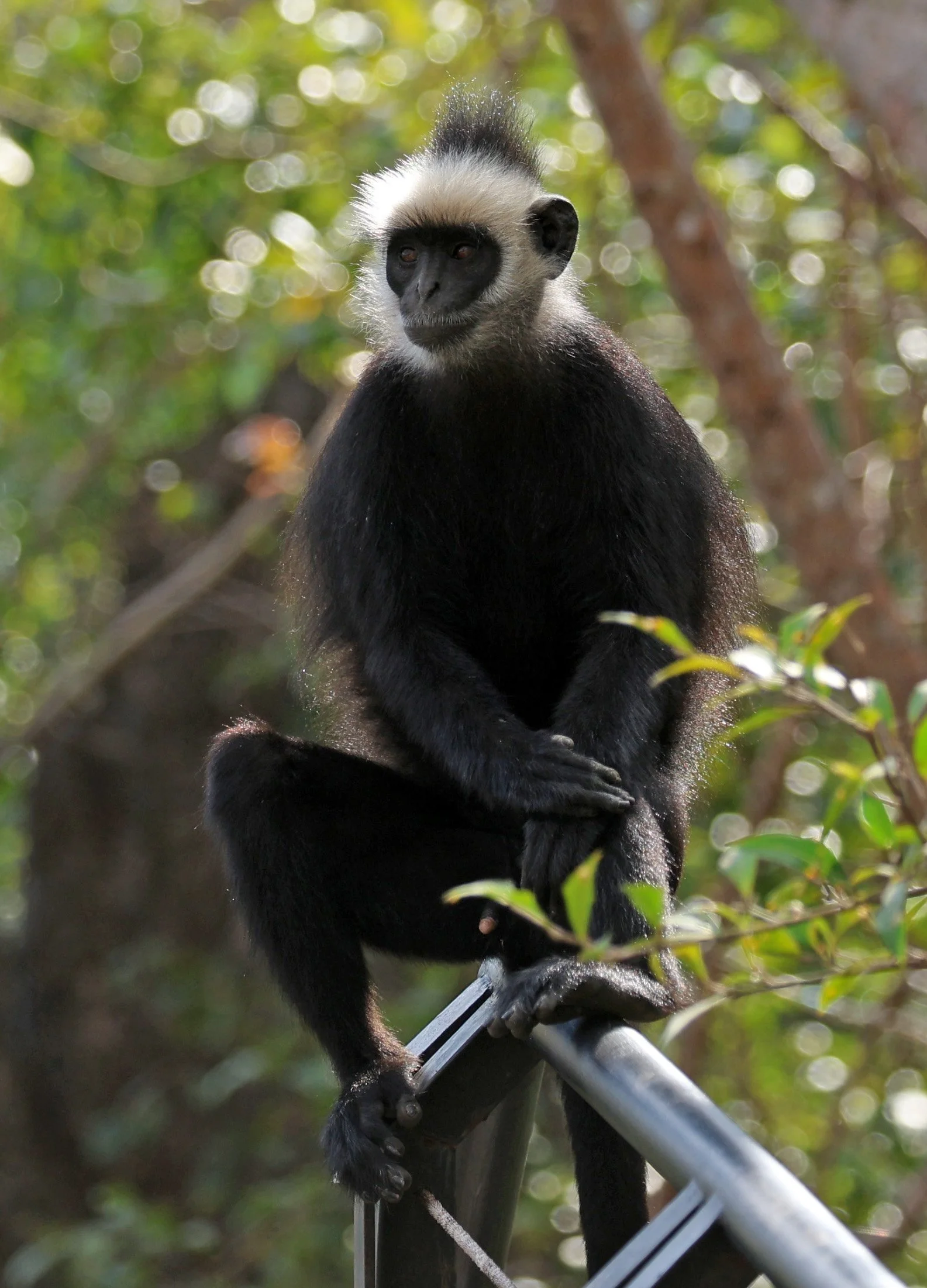 Laotian Langur or White-browed Black Langur (Trachypithecus laotum) The Rock Viewpoint, Khammouane Province Laos (170).jpg